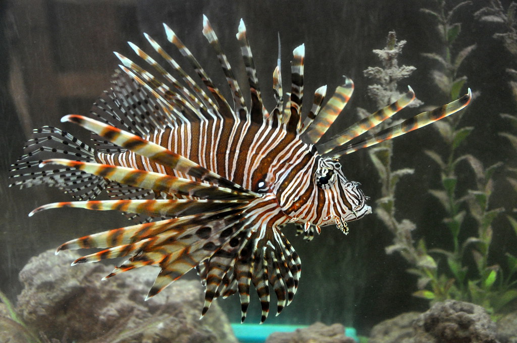 Lionfish Invasion