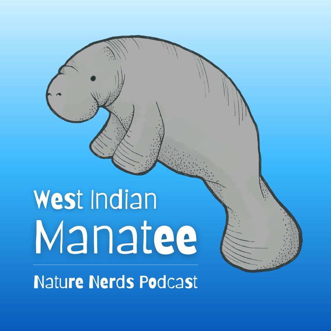 West Indian Manatee West Indian Manatee