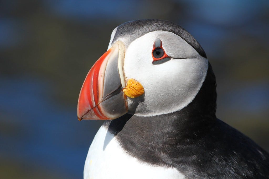 Puffins, Clowns of the Sea