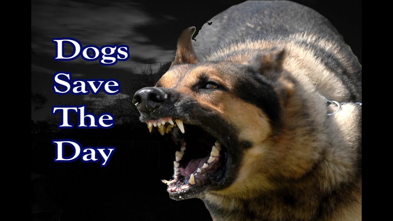 3 Horrifying Stories Where Dogs Saved the Day episode artwork