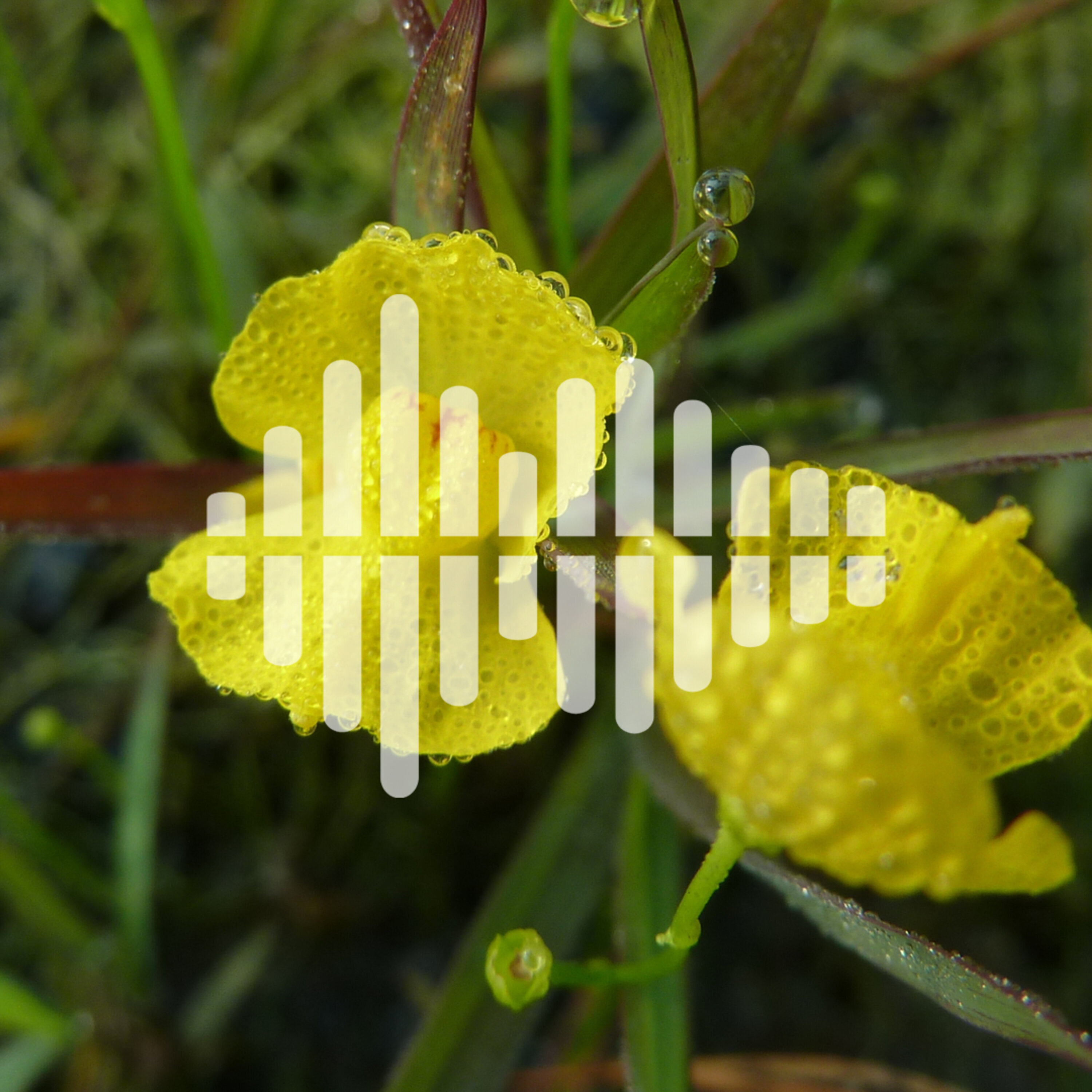 Areas to watch in 2020, and how carnivorous plants evolved impressive traps