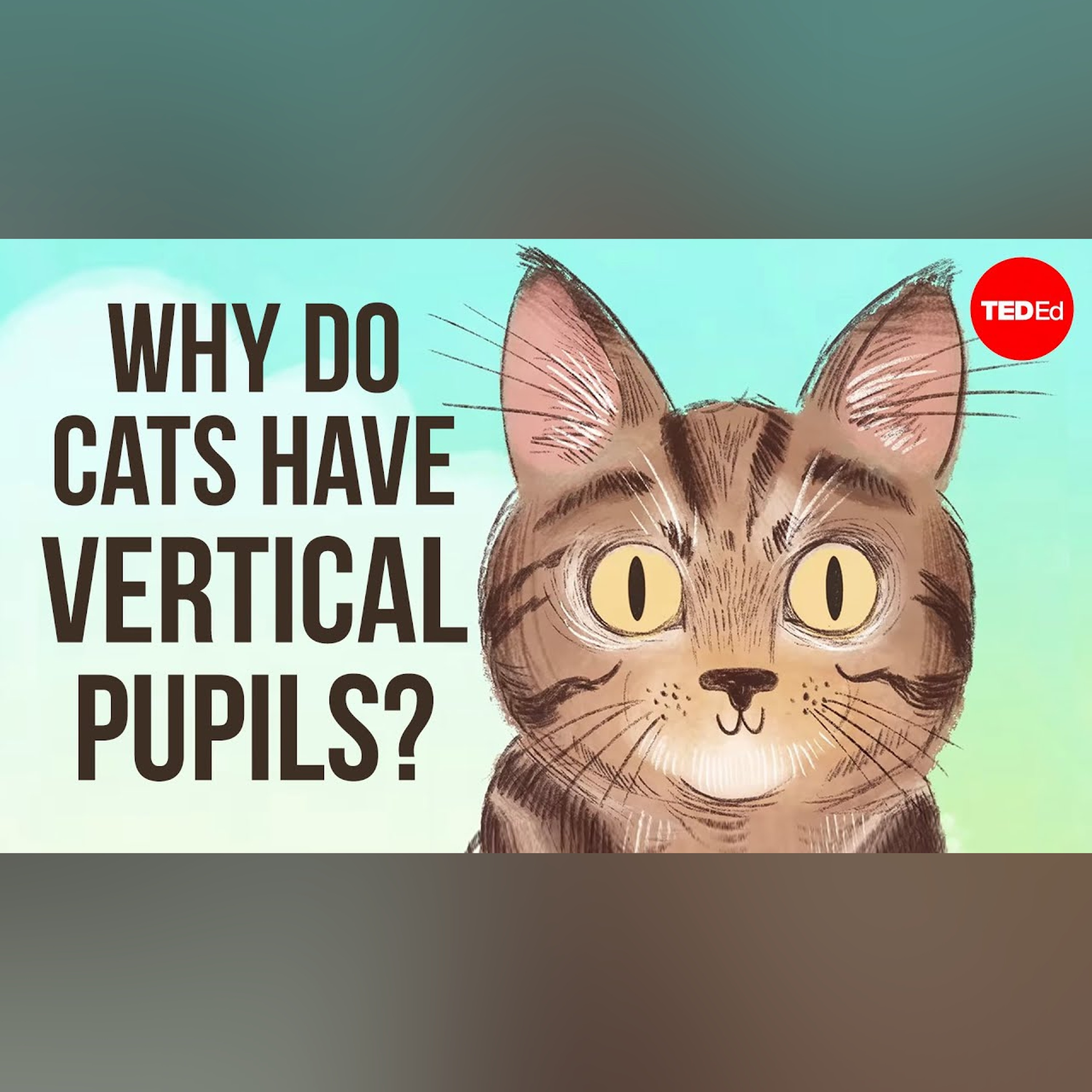 Why do cats have vertical pupils? - Emma Bryce episode artwork