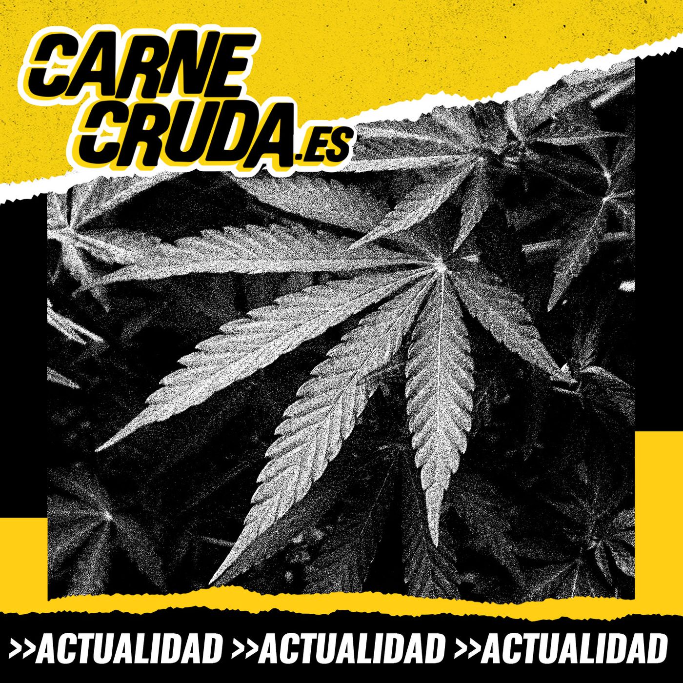 Cannabis: la legislatura de la legalización (CARNE CRUDA #1311)