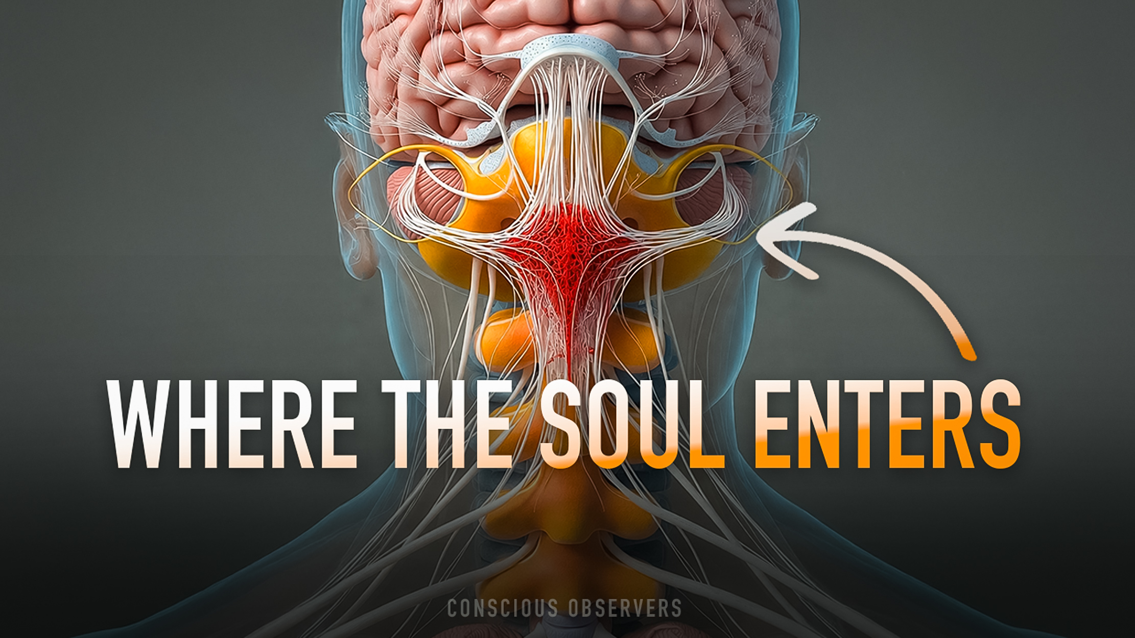 How consciousness uses the body as a VR headset - Reticular Activating System | EP 50