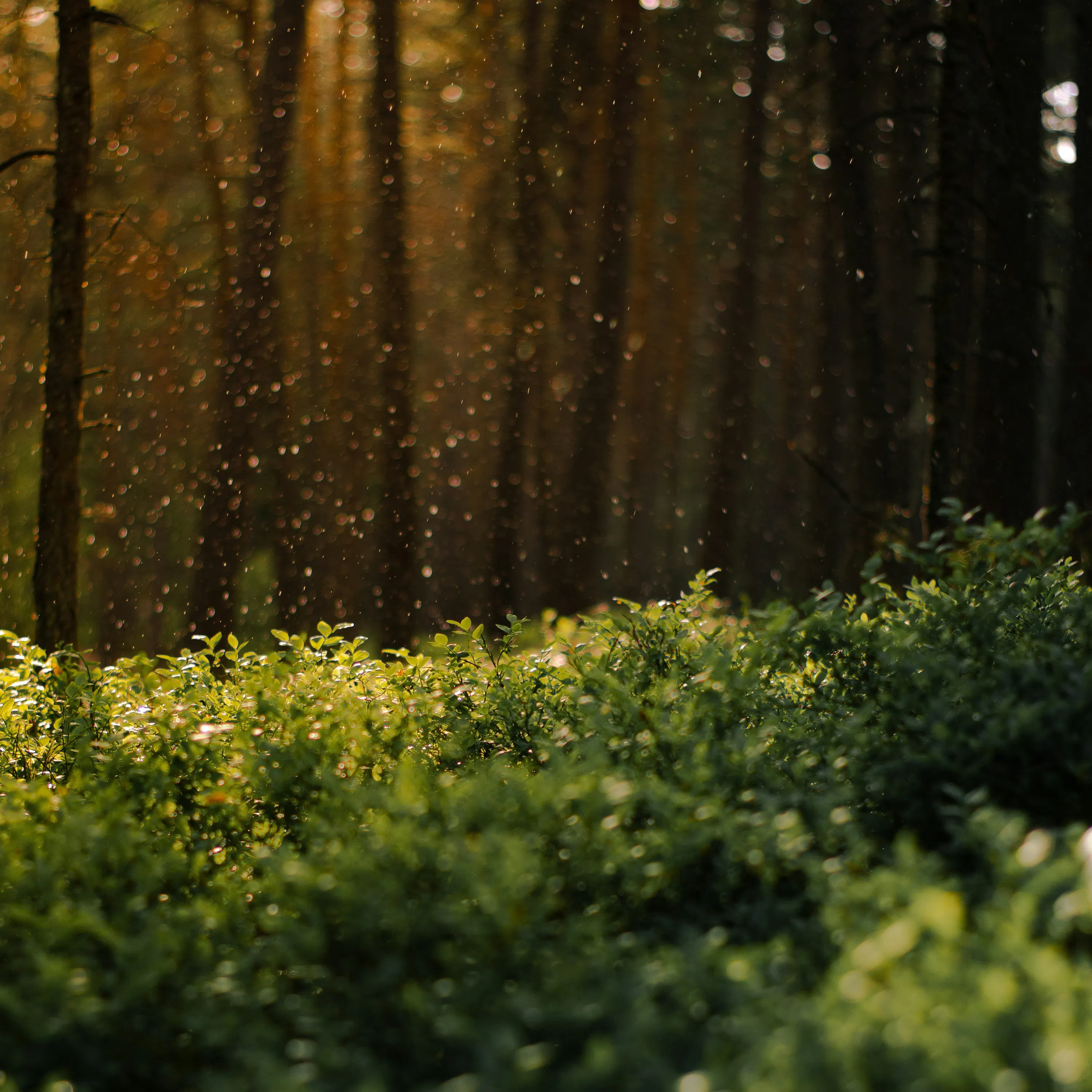 Rainy Forest Ambience 8 Hours | Forest Ambience For Sleep, Relaxation & Studying episode artwork