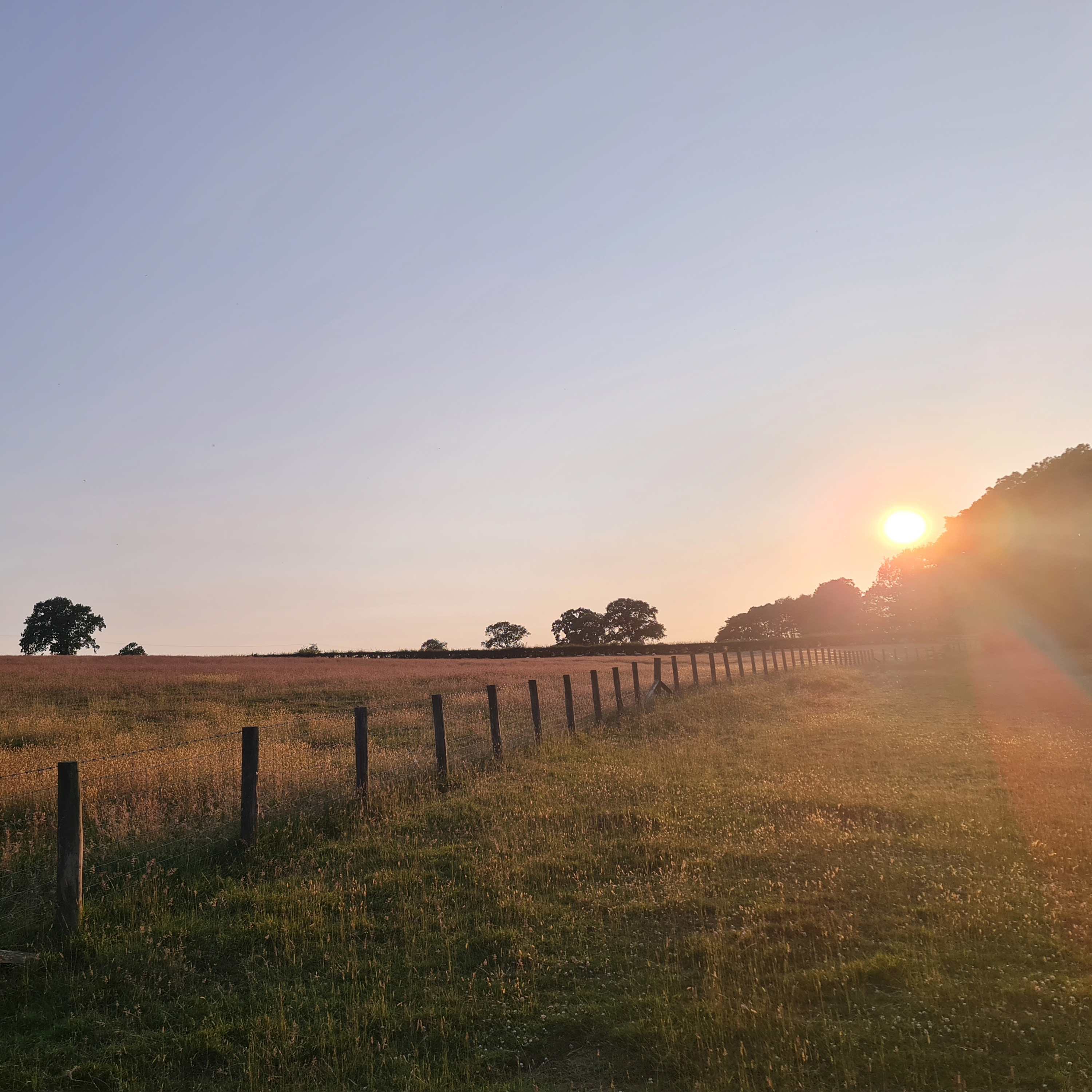 Sound Escape 229. Revel in the pure music of curlews at sunset