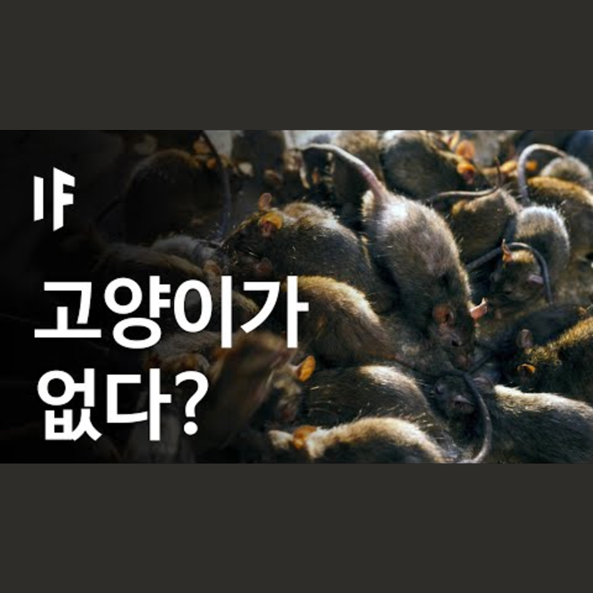 만약에 지구에 고양이가 없다면? [한국어 더빙] | 만약에 What If Korea episode artwork
