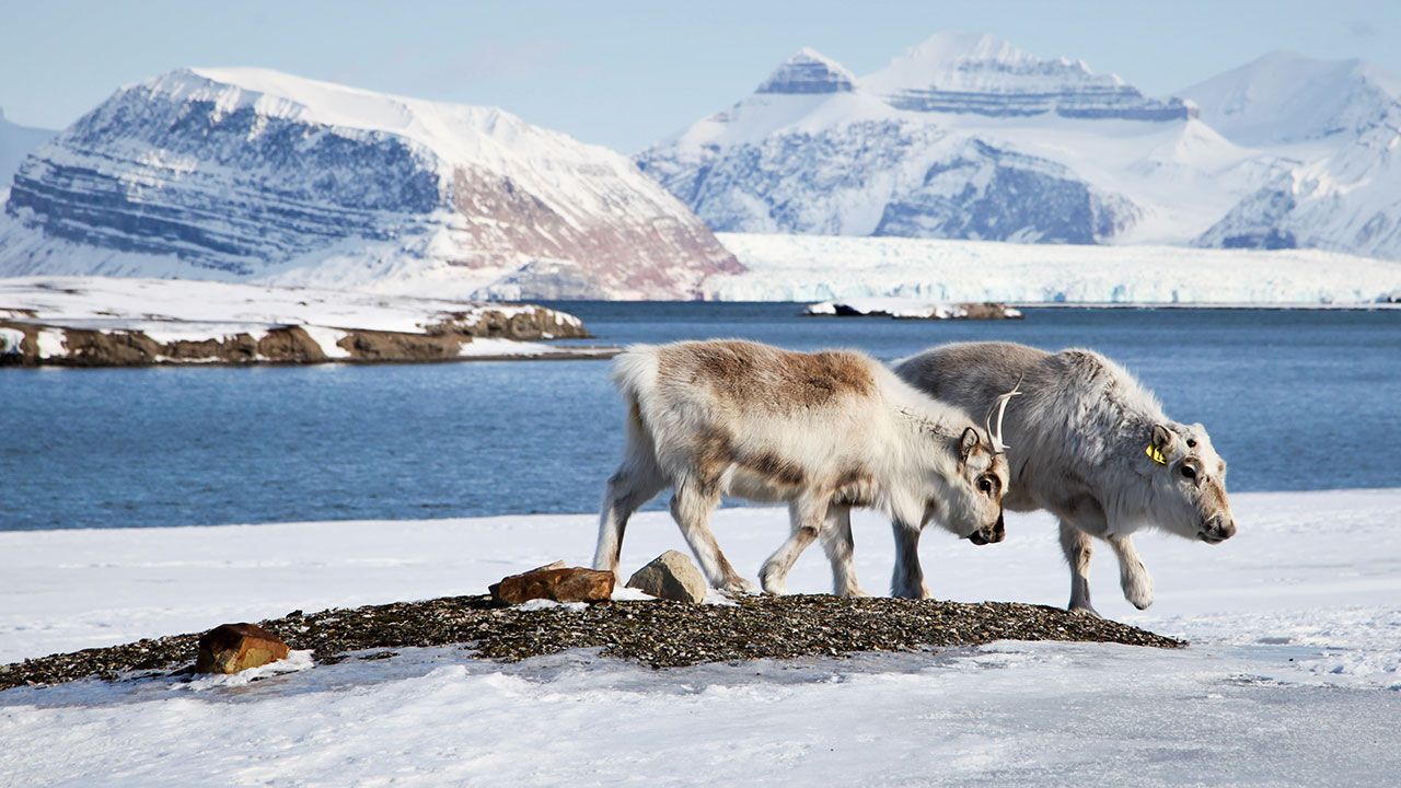How Antarctica got its ice sheets, and what happens when geopolitical relationships turn chilly in the Arctic