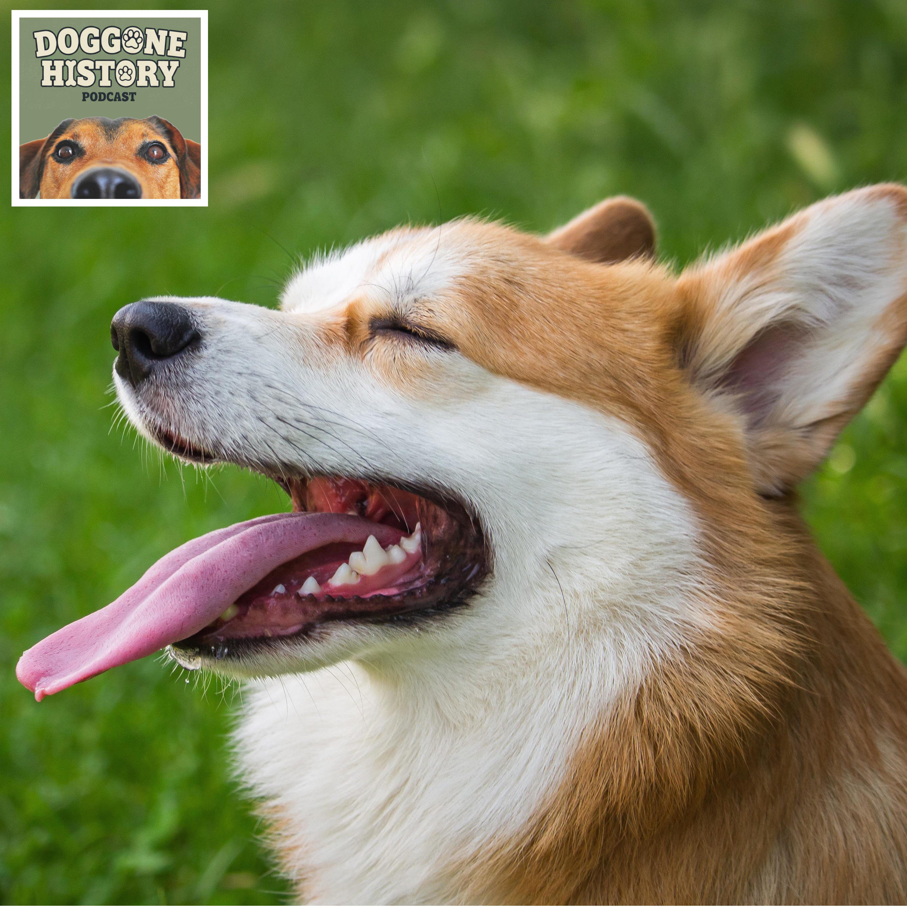 Welsh Corgis
