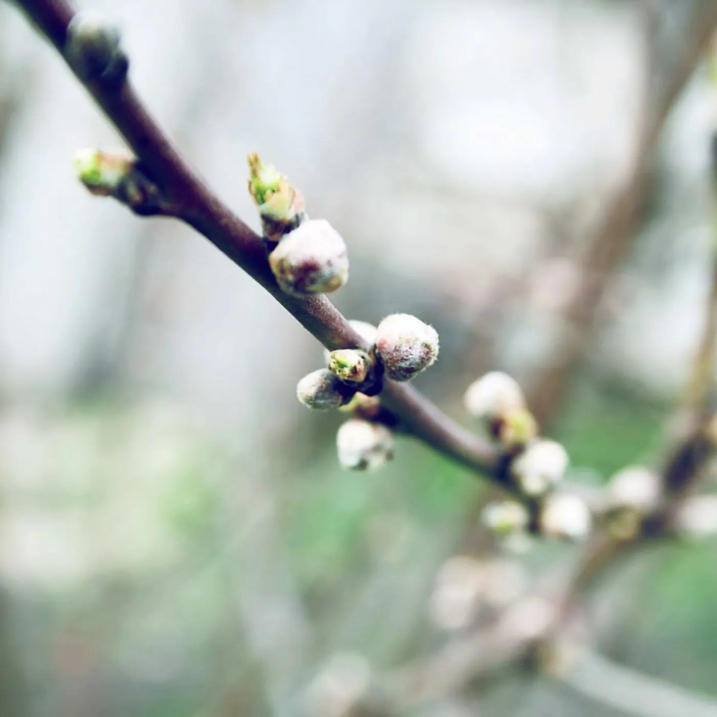 Bourgeons, jeunes pousses, écorces... que soigne la gemmothérapie ?