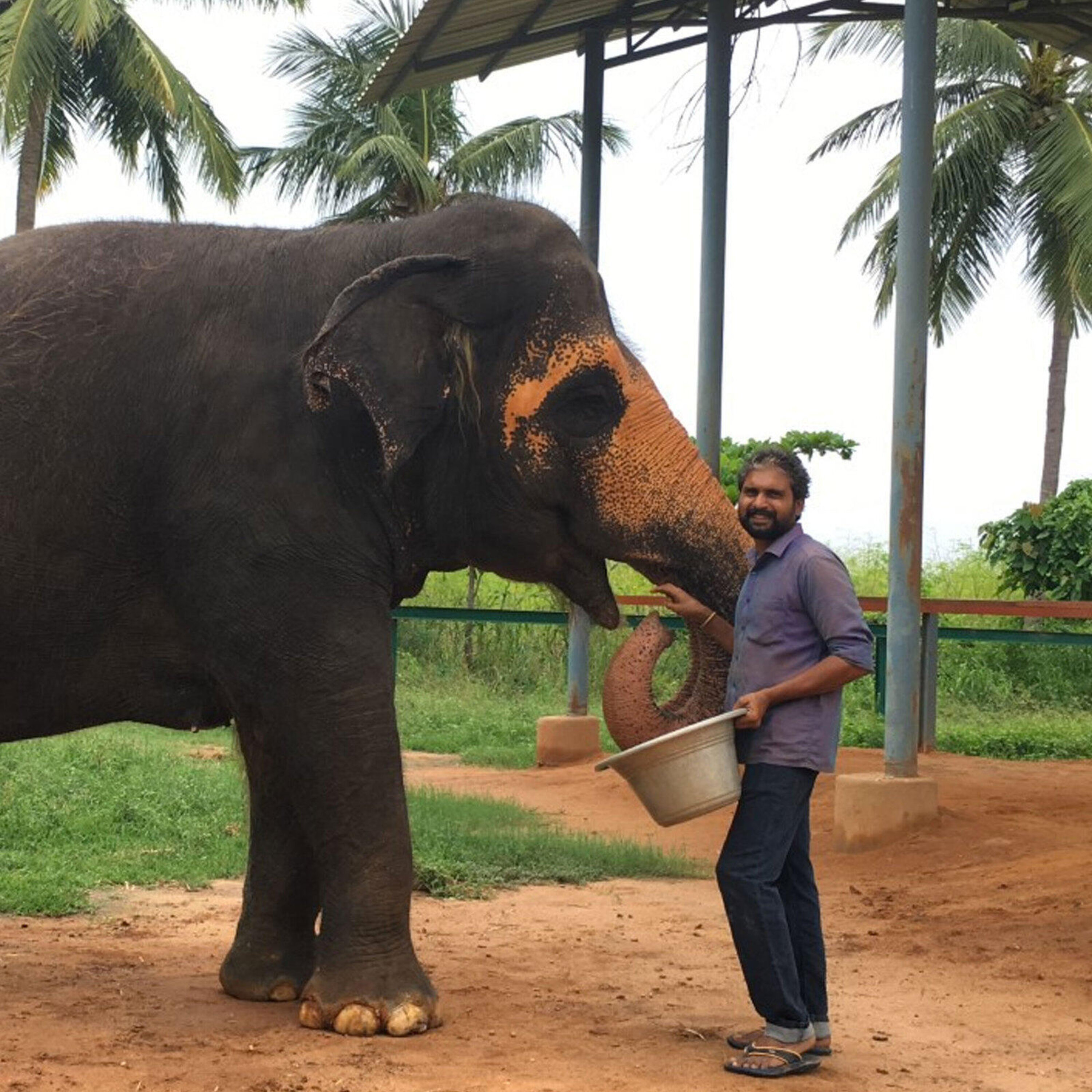 A Day in a Chain-Free Elephant Home in Tamil Nadu Which Is No More episode artwork
