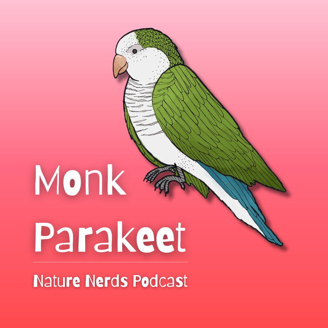 Monk Parakeet