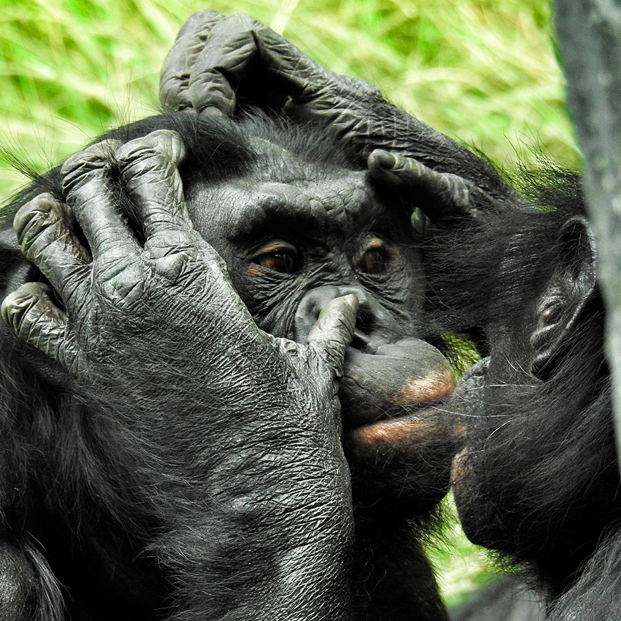 Busting the Myth of Primate Patriarchy:  The Nature of Sex and Gender in Our Ape Relatives  | Frans de Waal
