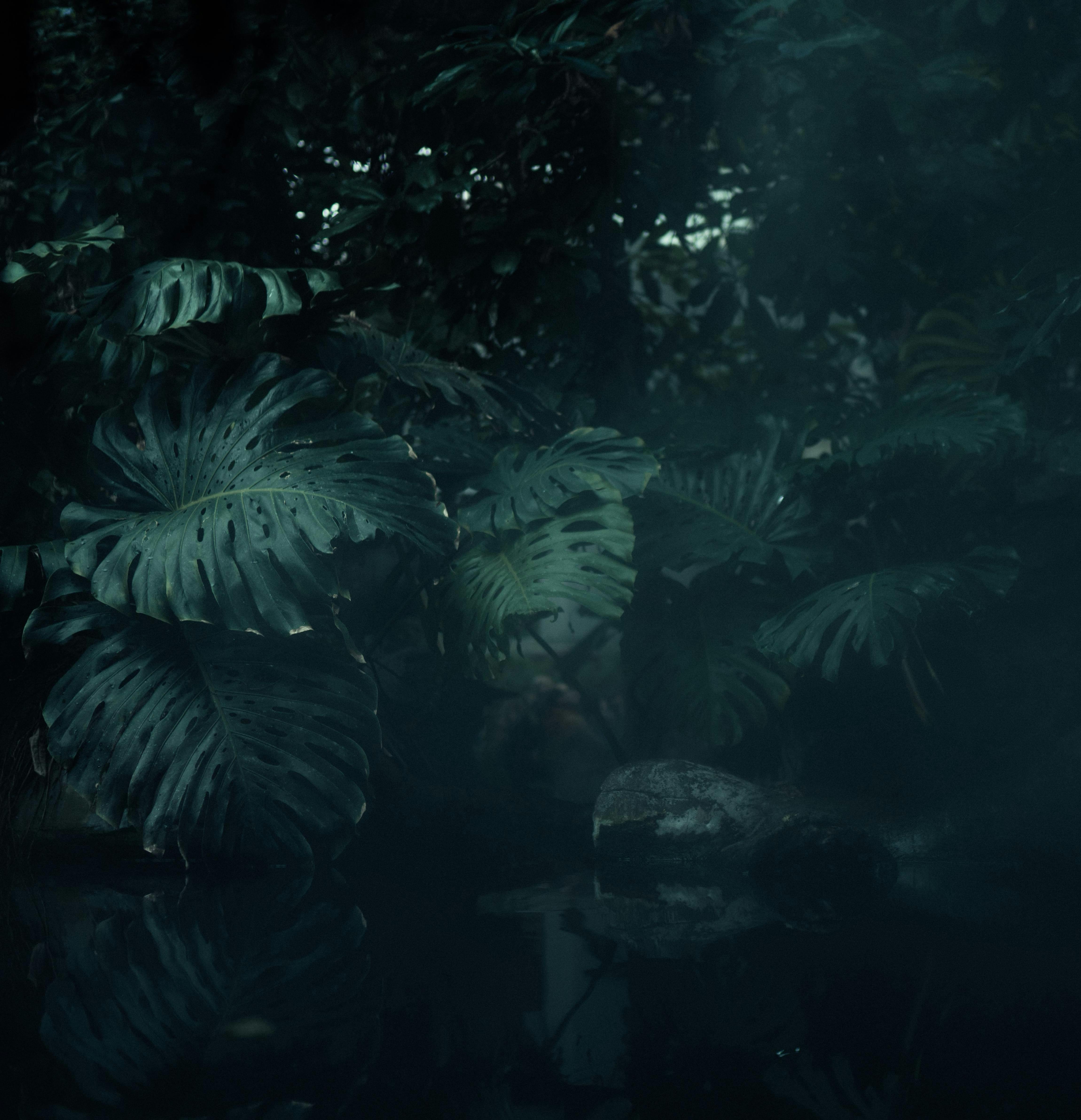 Jungle Nightlife: 8-Hour Tranquil Rainforest Soundscape for Relaxation, Studying & Sleep