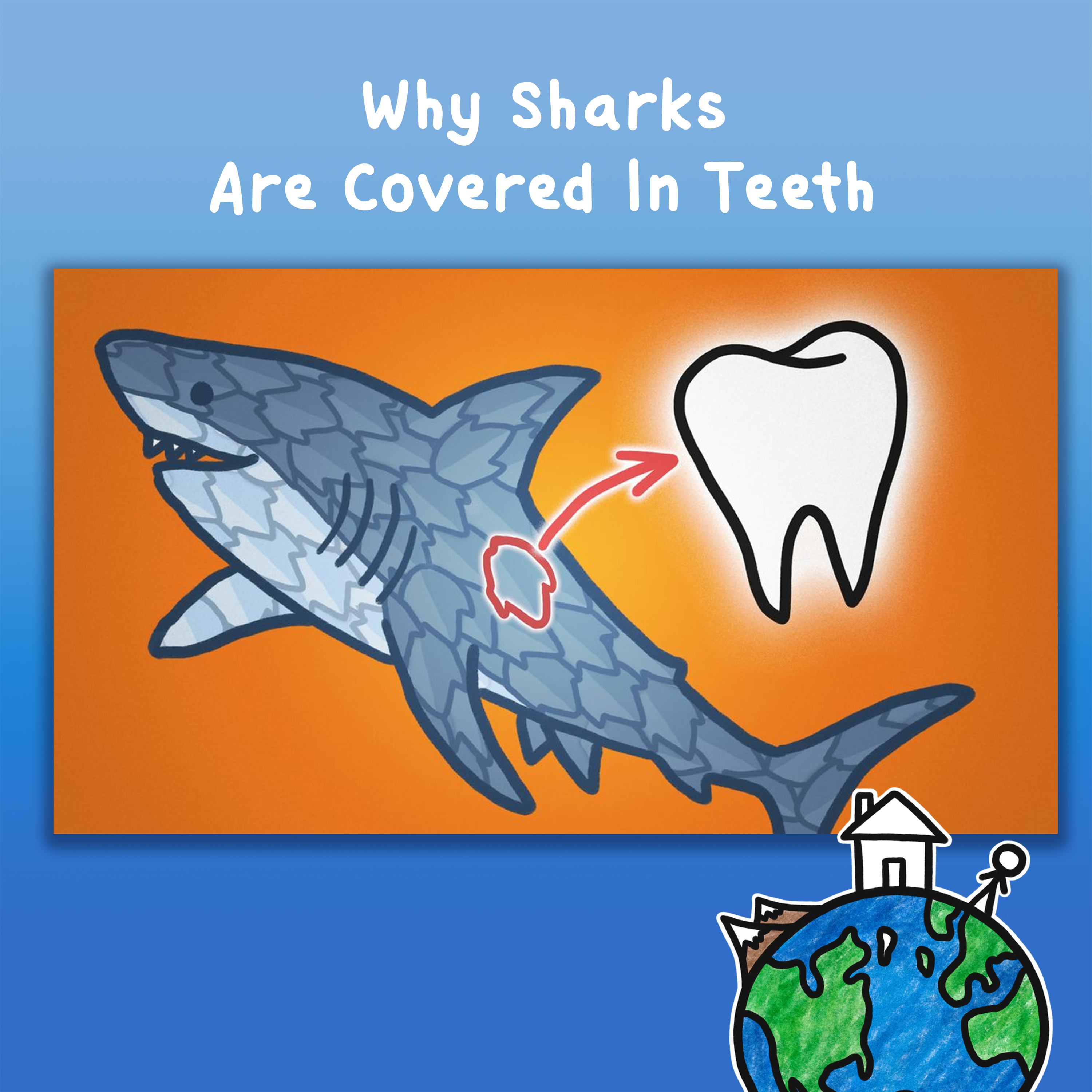 Why Sharks Are Covered In Teeth