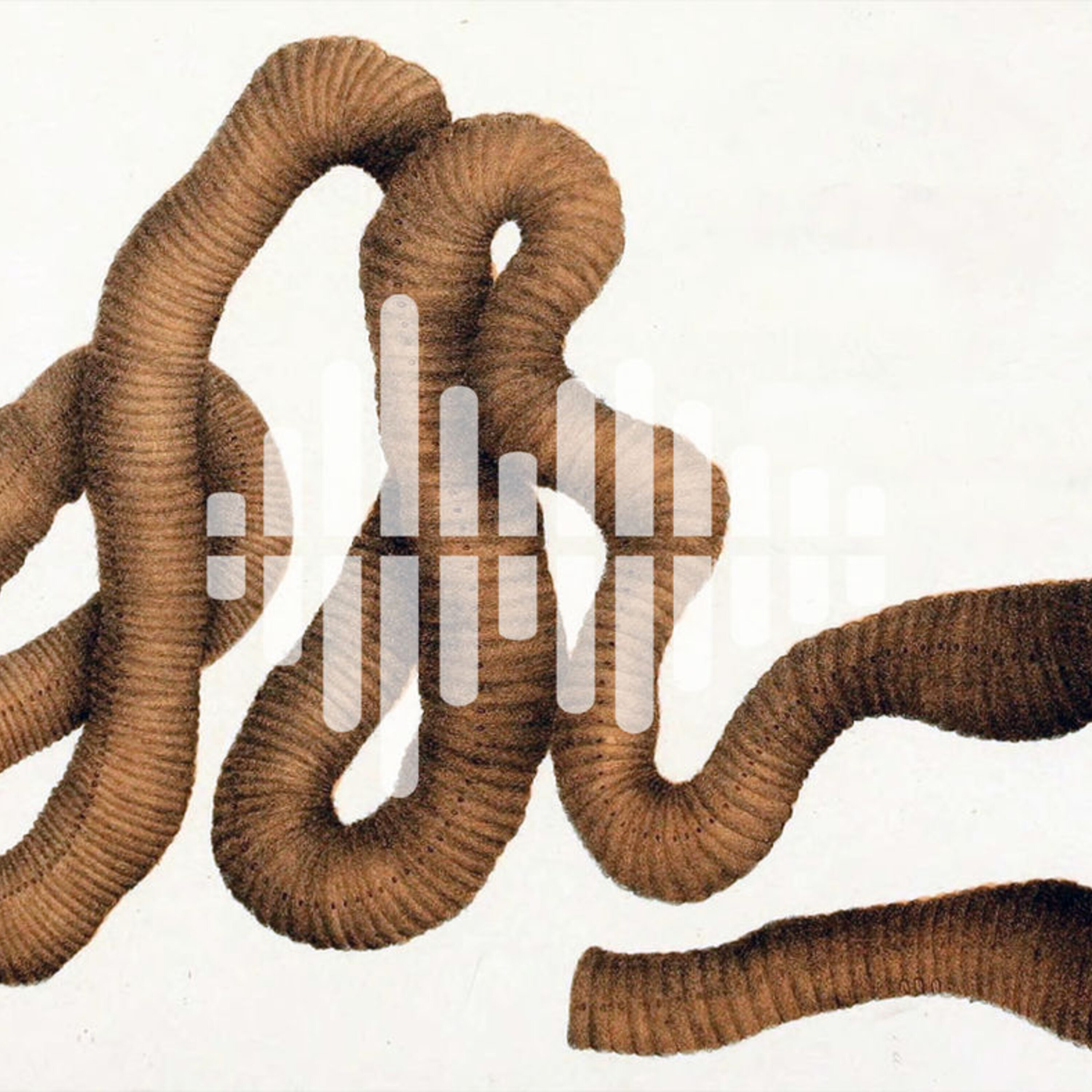 A worldwide worm survey, and racial bias in a health care algorithm