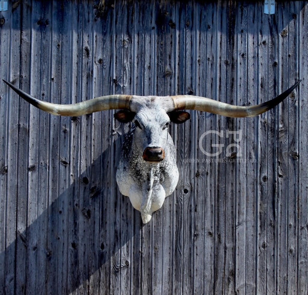 239: Selling Texas Longhorn Beef and Mounts - Courtney Feigl 239: Selling Texas Longhorn Beef and Mounts - Courtney Feigl