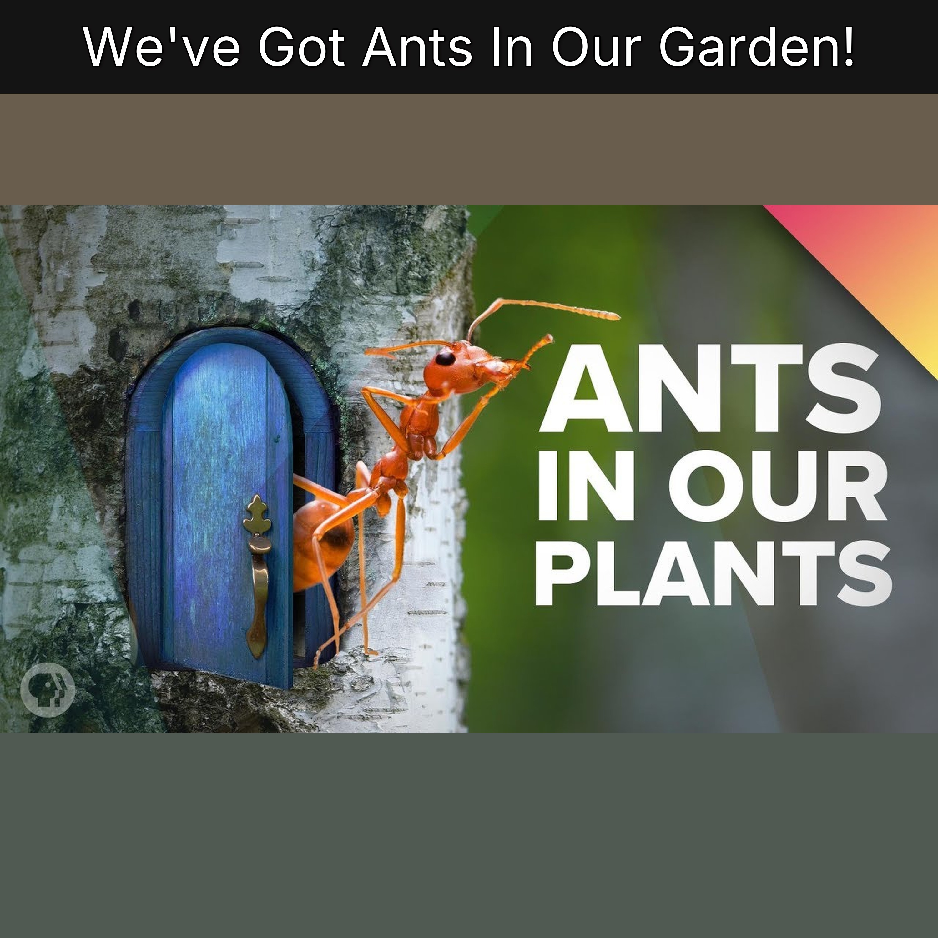 We've Got Ants In Our Garden! episode artwork