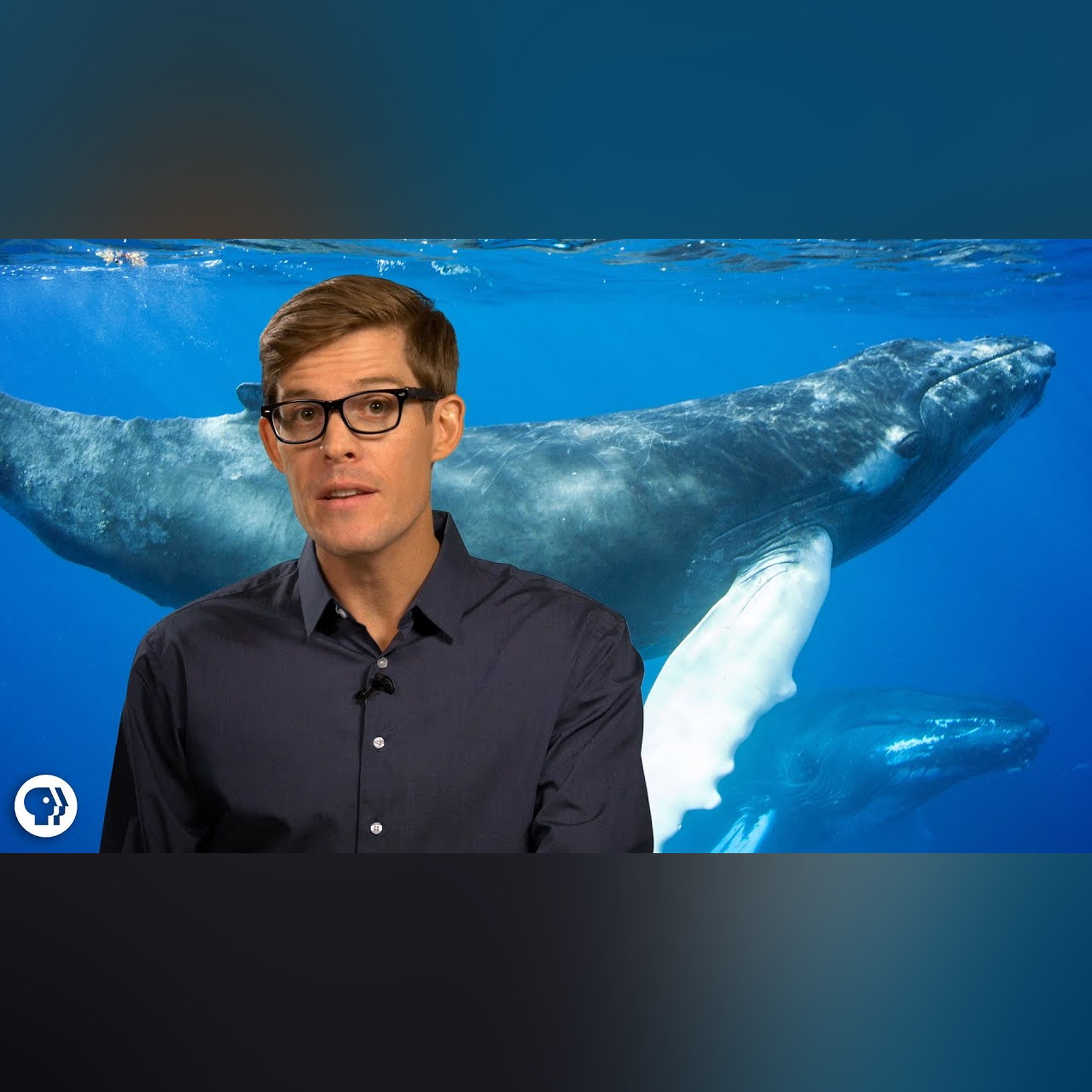 Amazing Facts About Whales! episode artwork