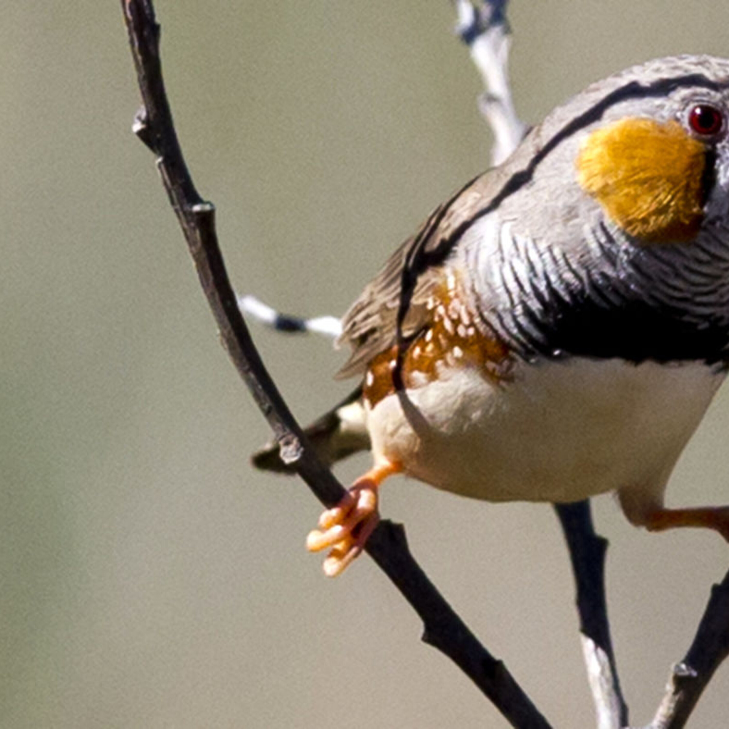 An app for eye disease, and planting memories in songbirds