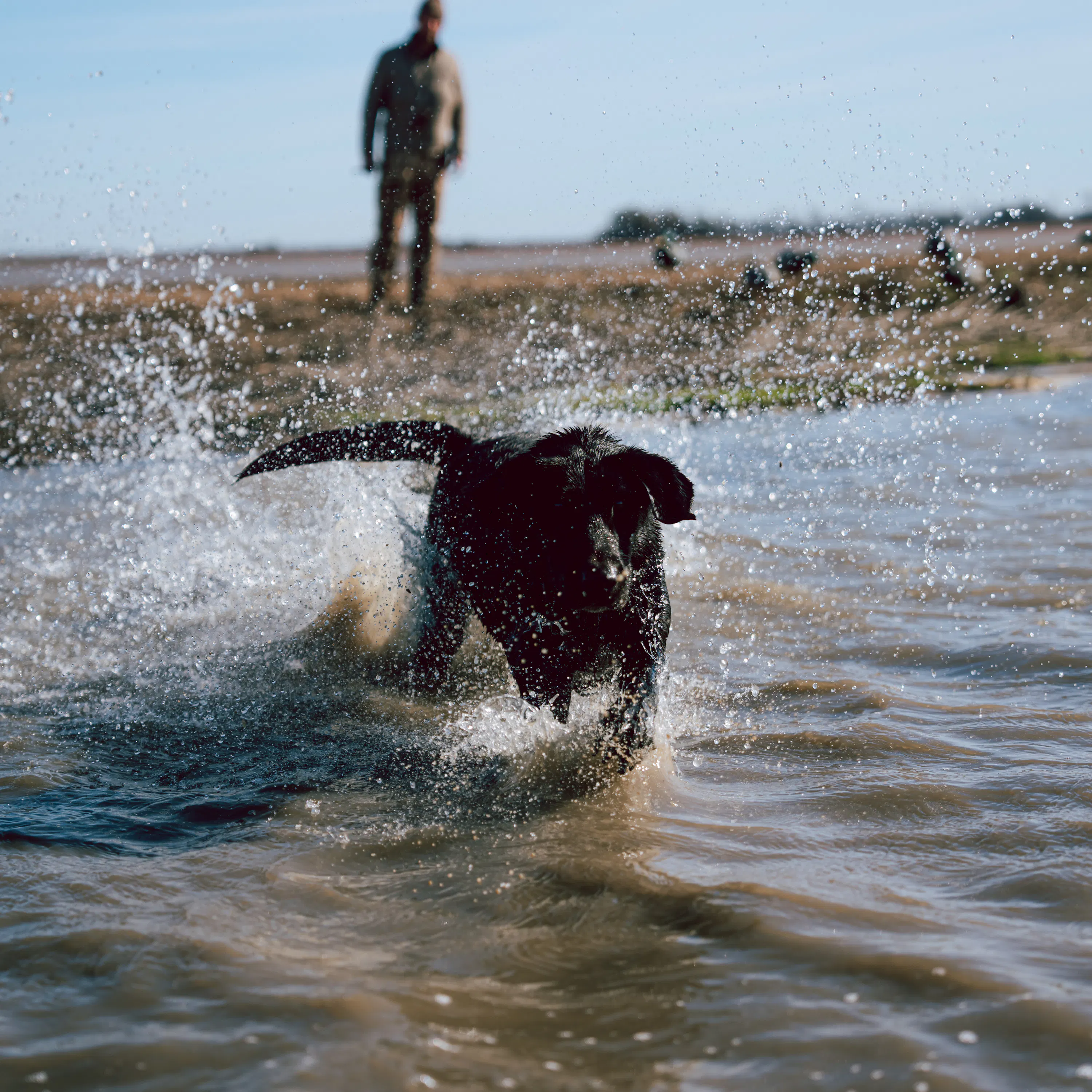 E 273. Pre-winter Training & Dog Training Advice episode artwork