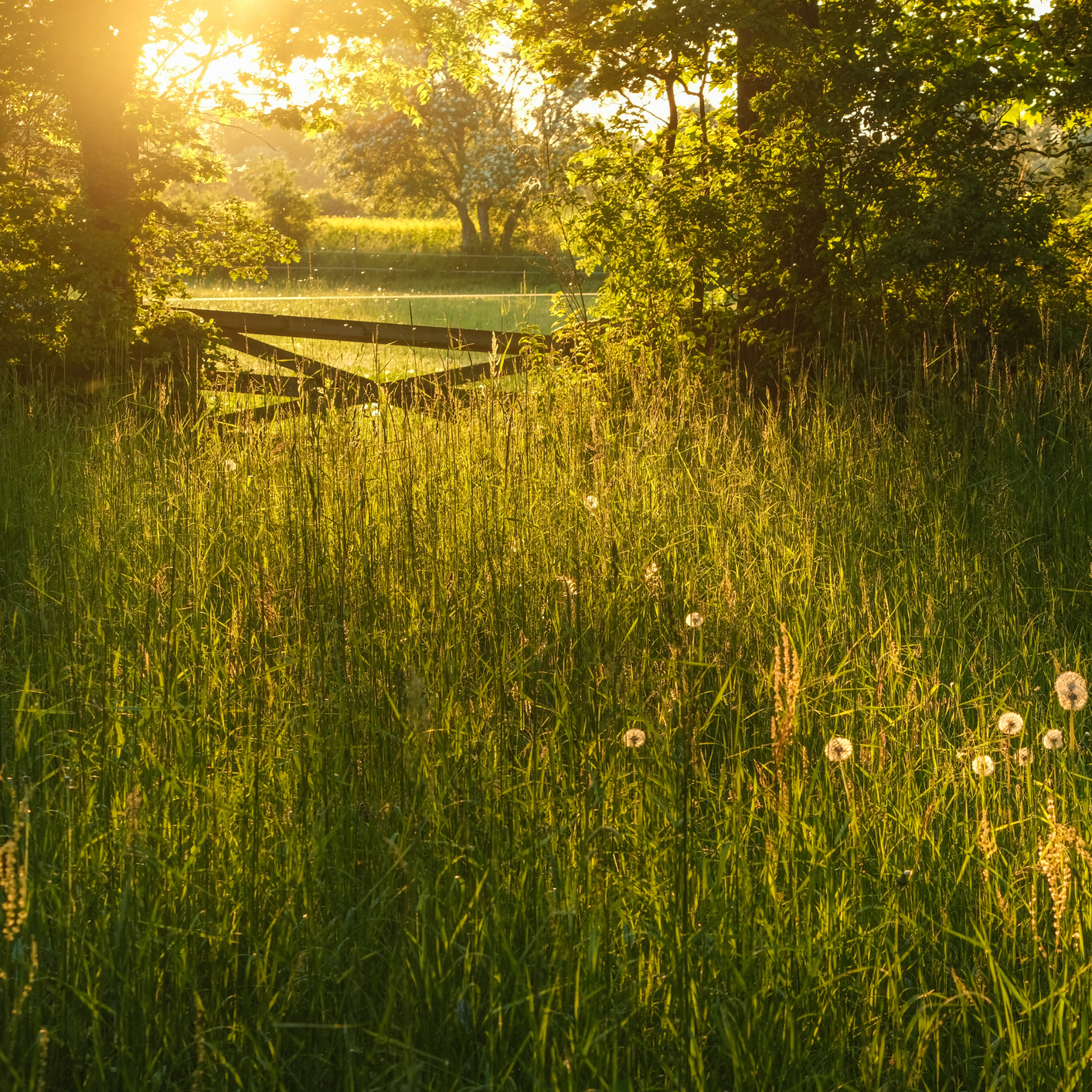 Sound Escape 140: The dreamy sound of the autumn meadow