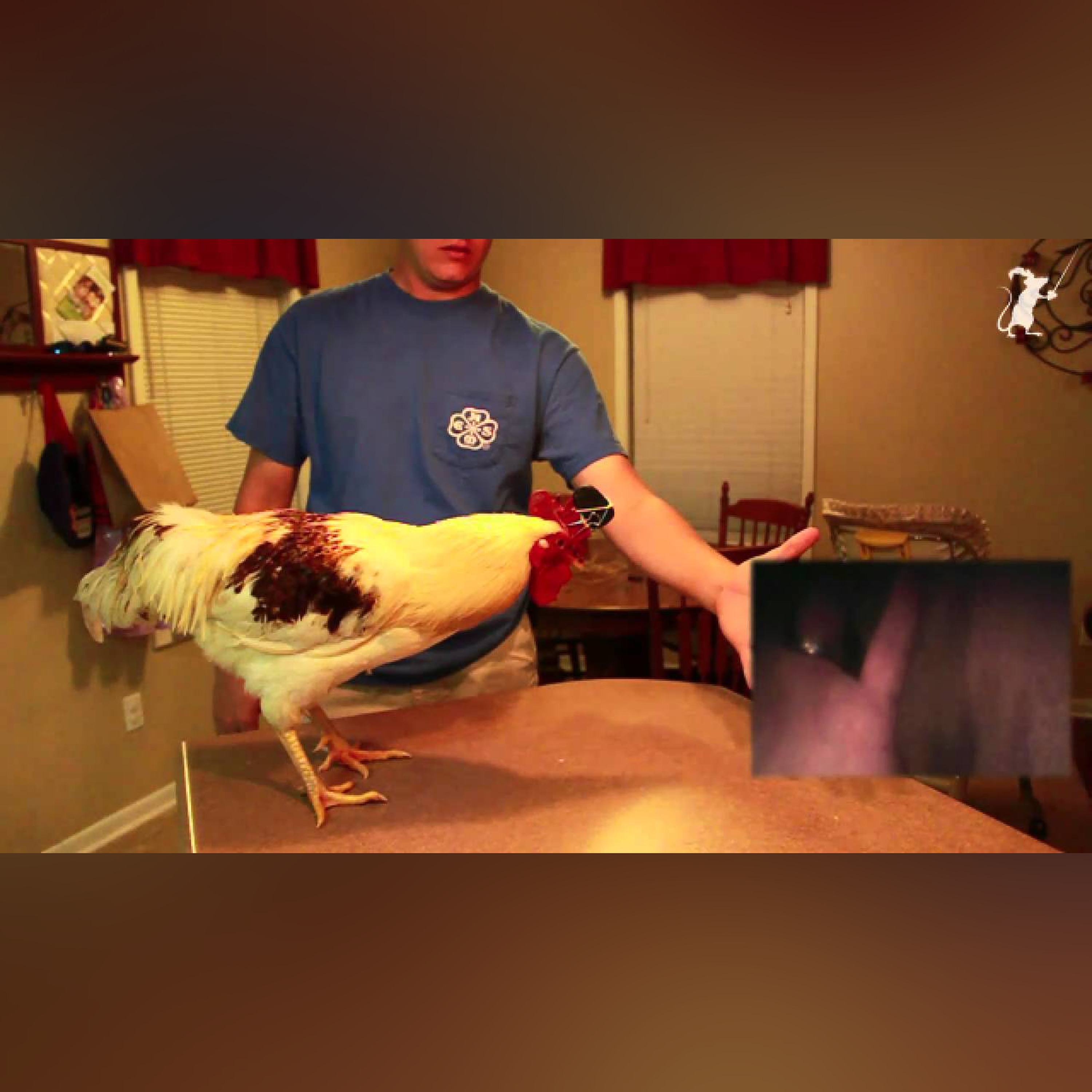 Backdriving a Chicken Powered Steadicam's control algorithm - Pennywhistle Productions episode artwork