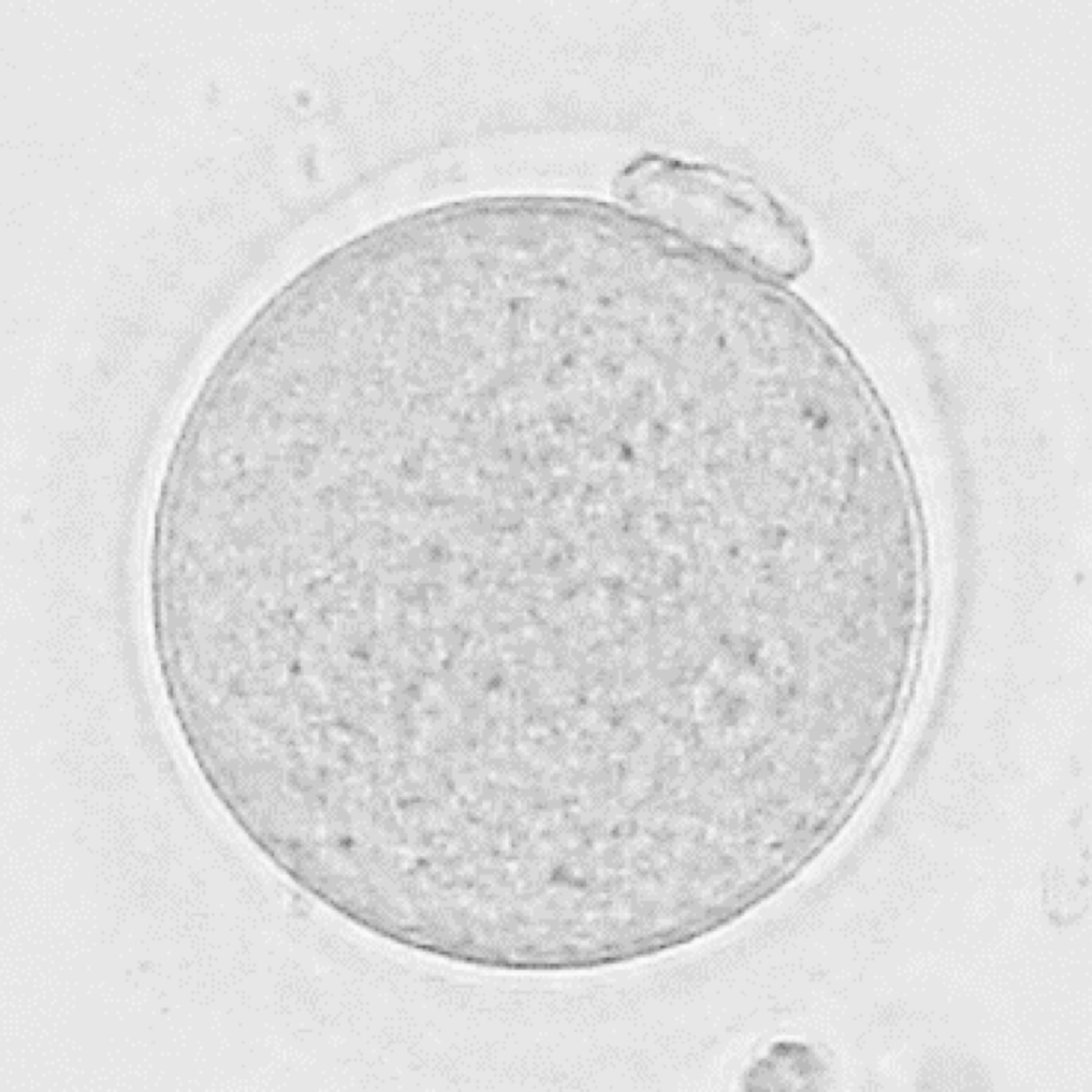 Privacy concerns slow Facebook studies, and how human fertility depends on chromosome counts
