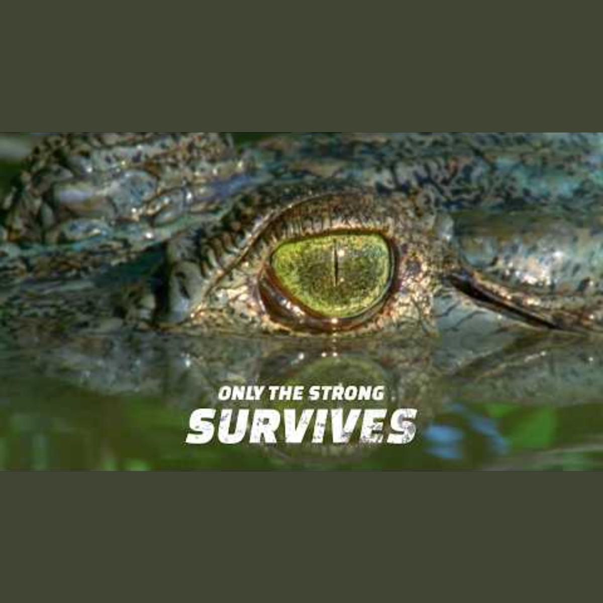 The Evolutionary Race: How Animals Adapt to Thrive episode artwork