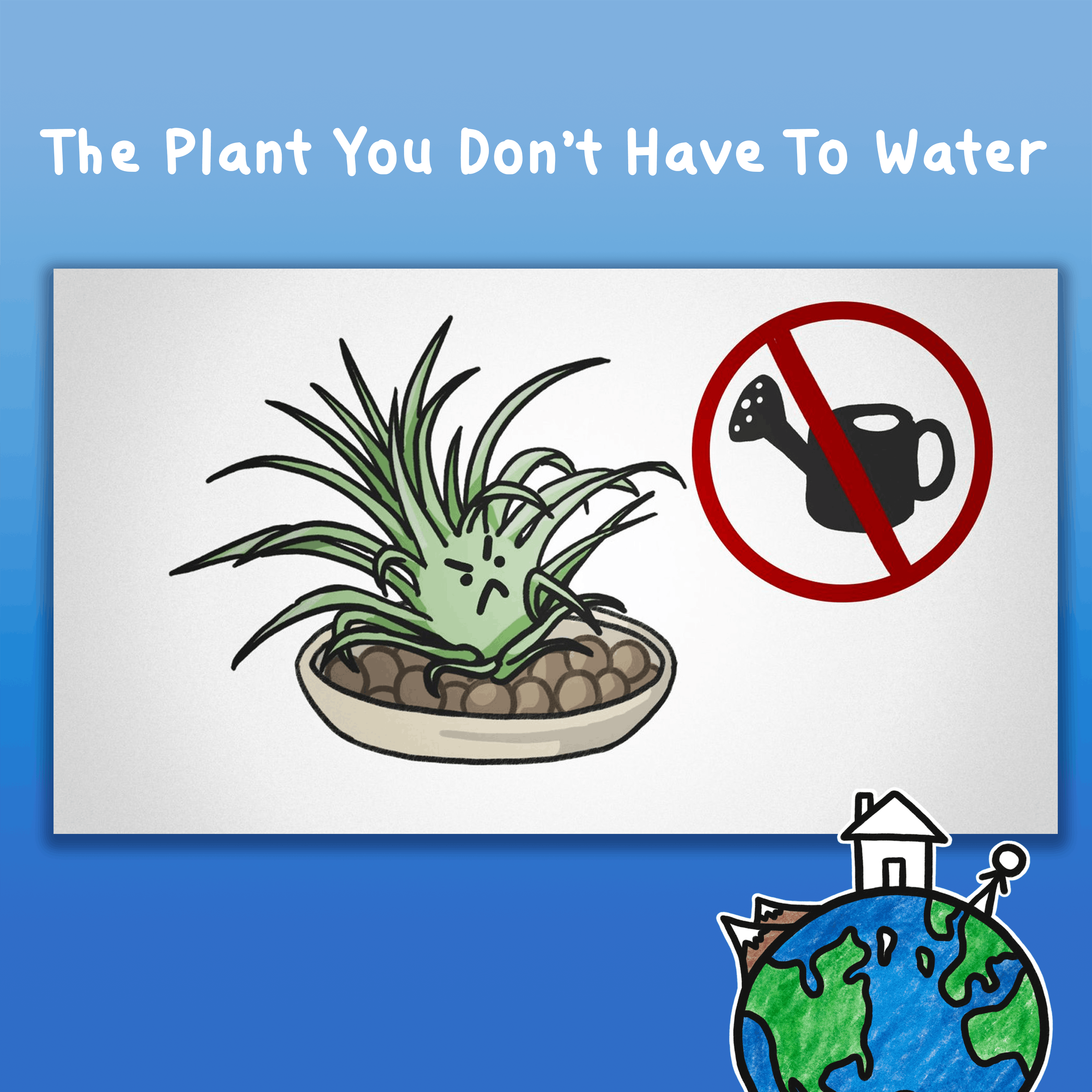 The Plant You Don’t Have To Water