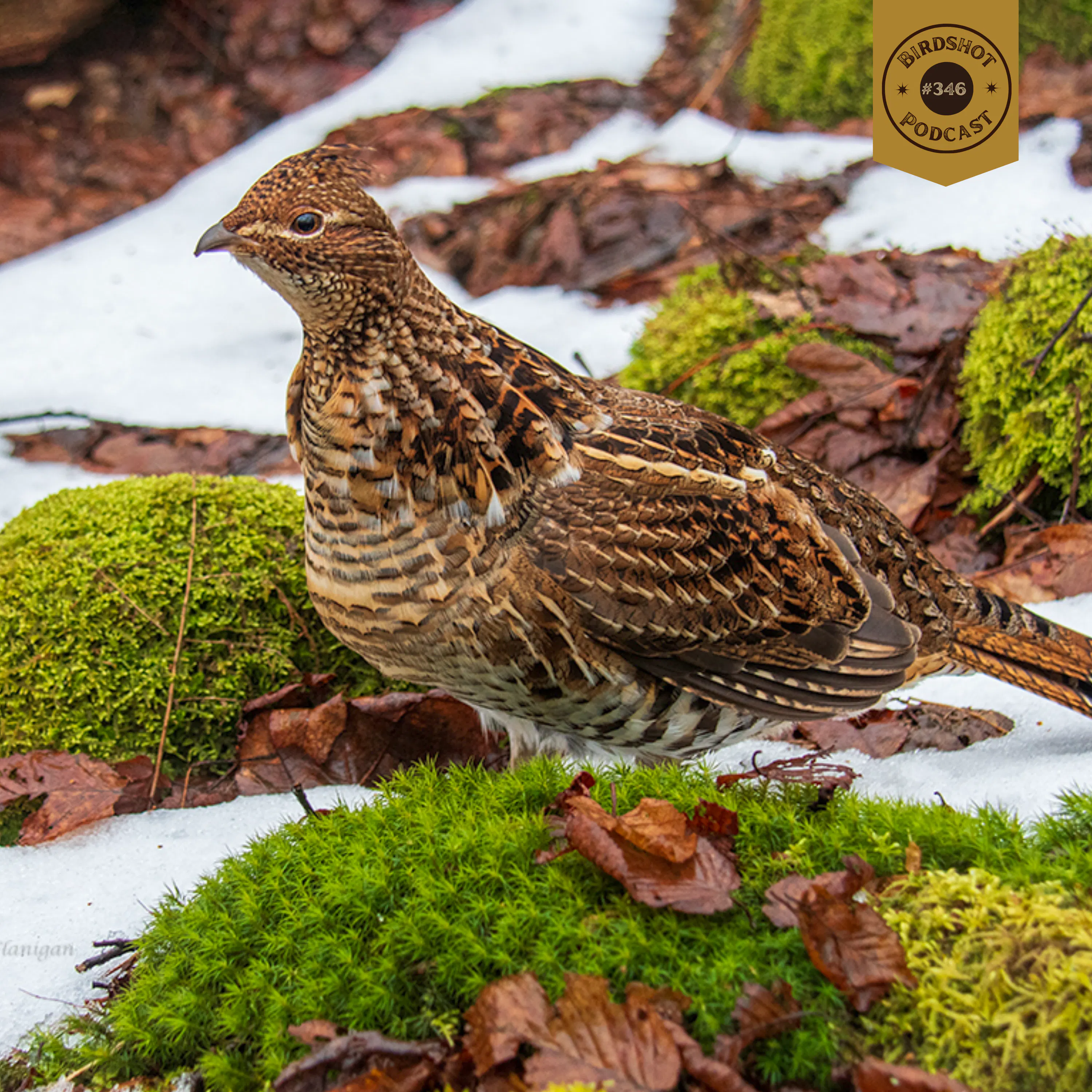 #346 | Lessons from an 80-Year-Old Grouse Hunter with Tim Flanigan episode artwork