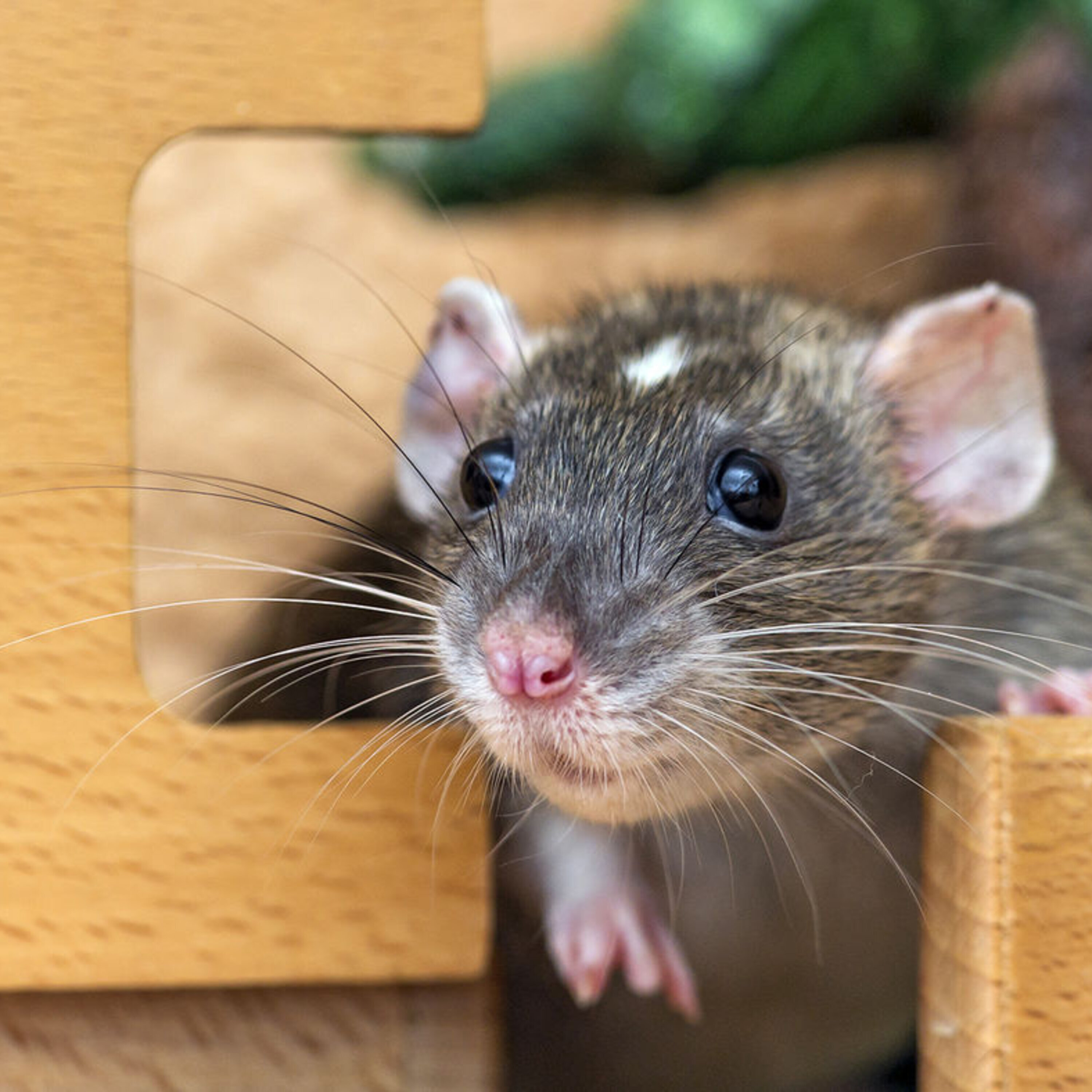 Studying human health at 5100 meters, and playing hide and seek with rats