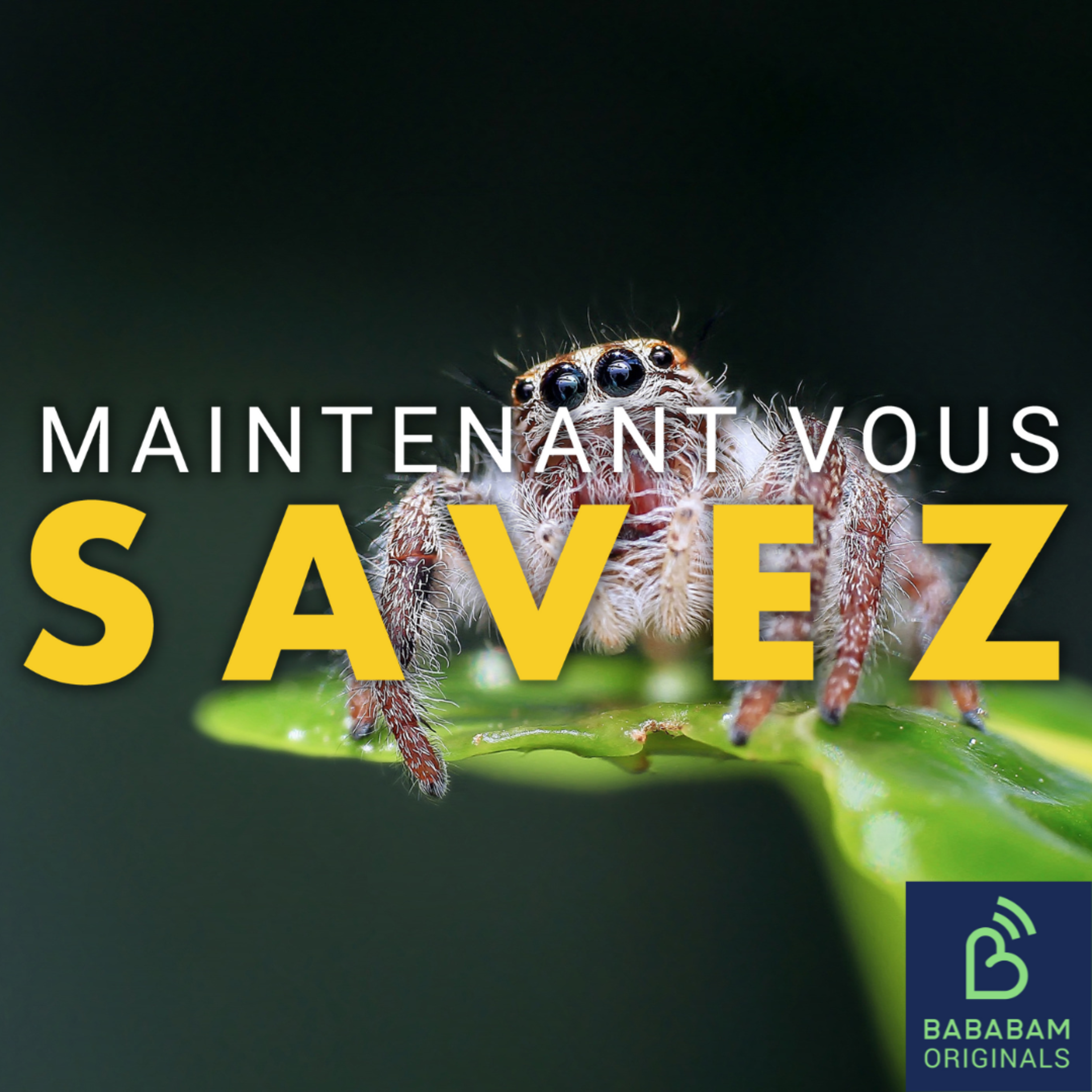 Avale-t-on vraiment des araignées dans notre sommeil ? 