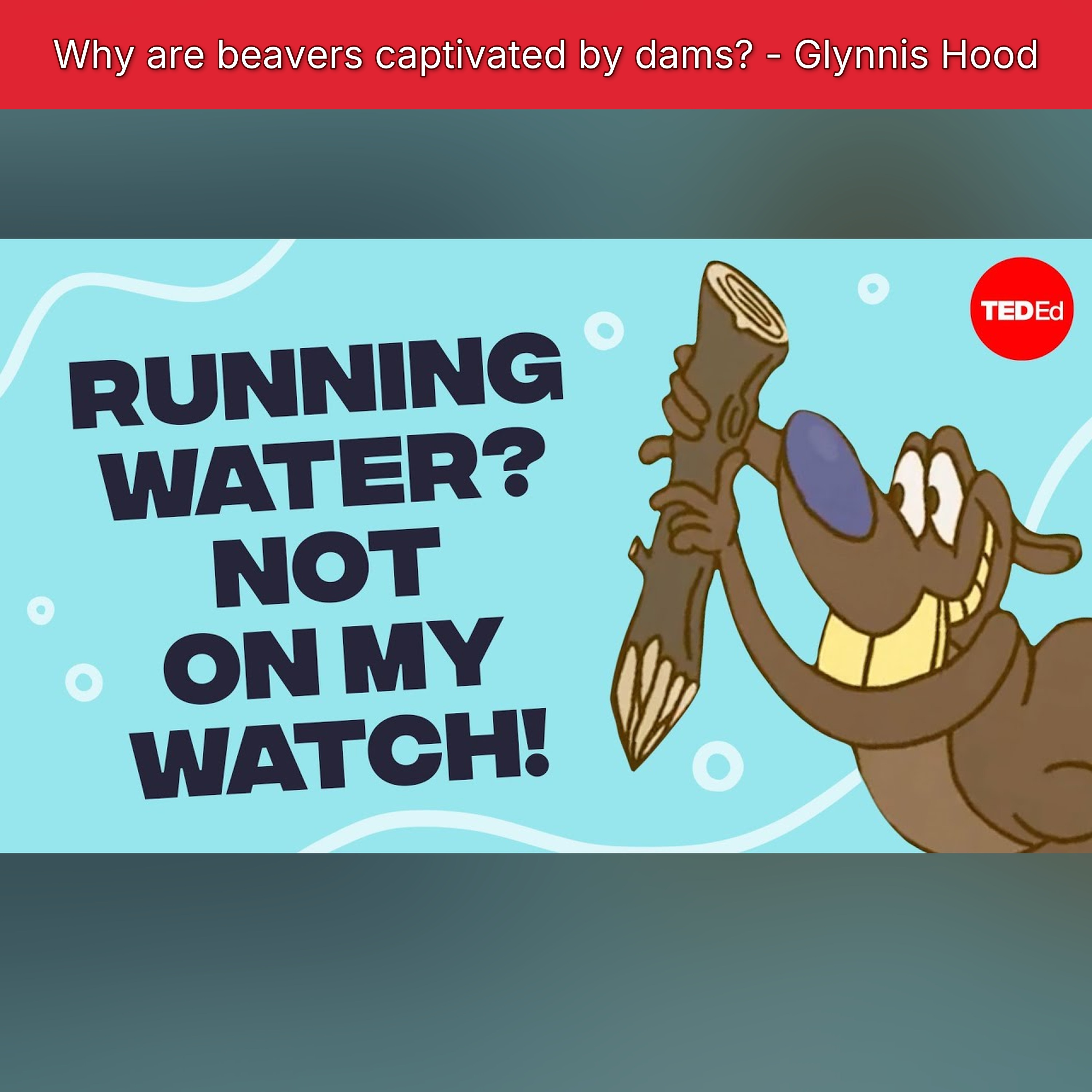 Why are beavers captivated by dams? - Glynnis Hood episode artwork