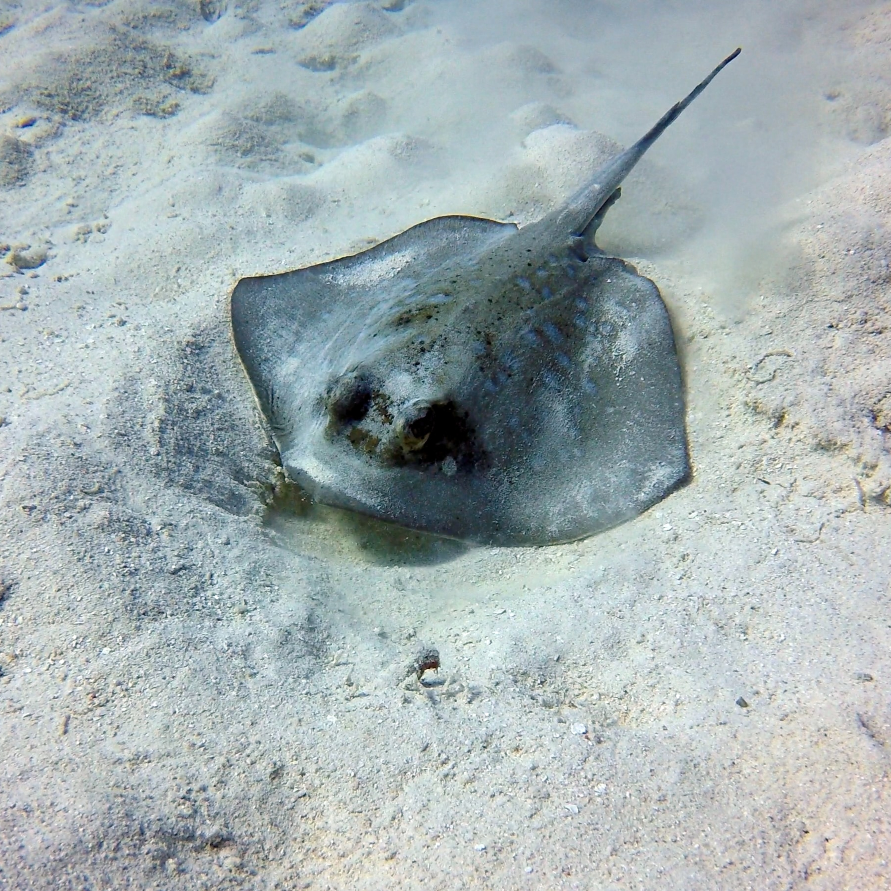 Wild Fish and Game Podcast