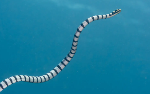 Sea Snakes Surprise