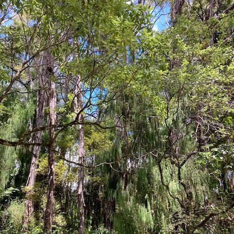 Sound Escape 108: Exotic sounds of spring on a New Zealand river