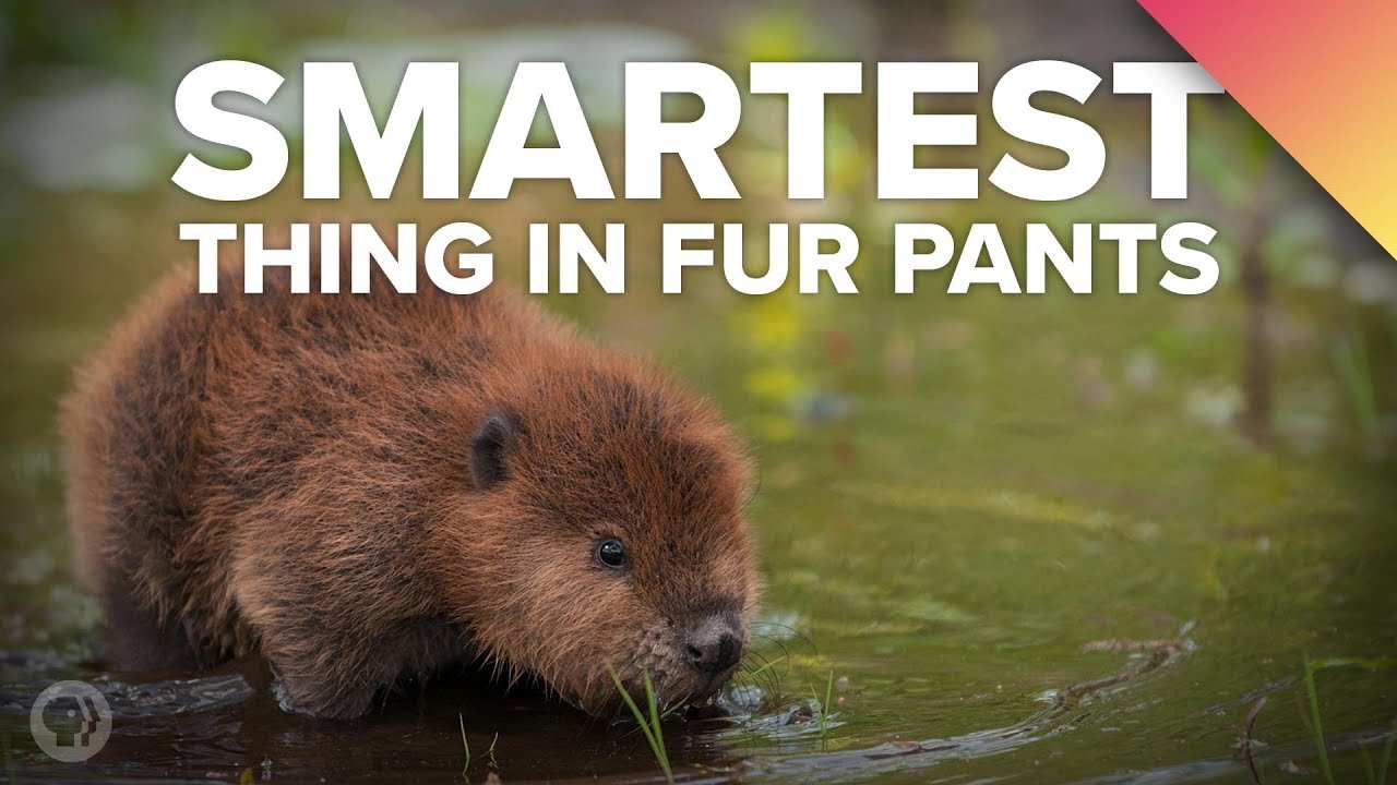 Why BEAVERS Are The Smartest Thing In Fur Pants episode artwork