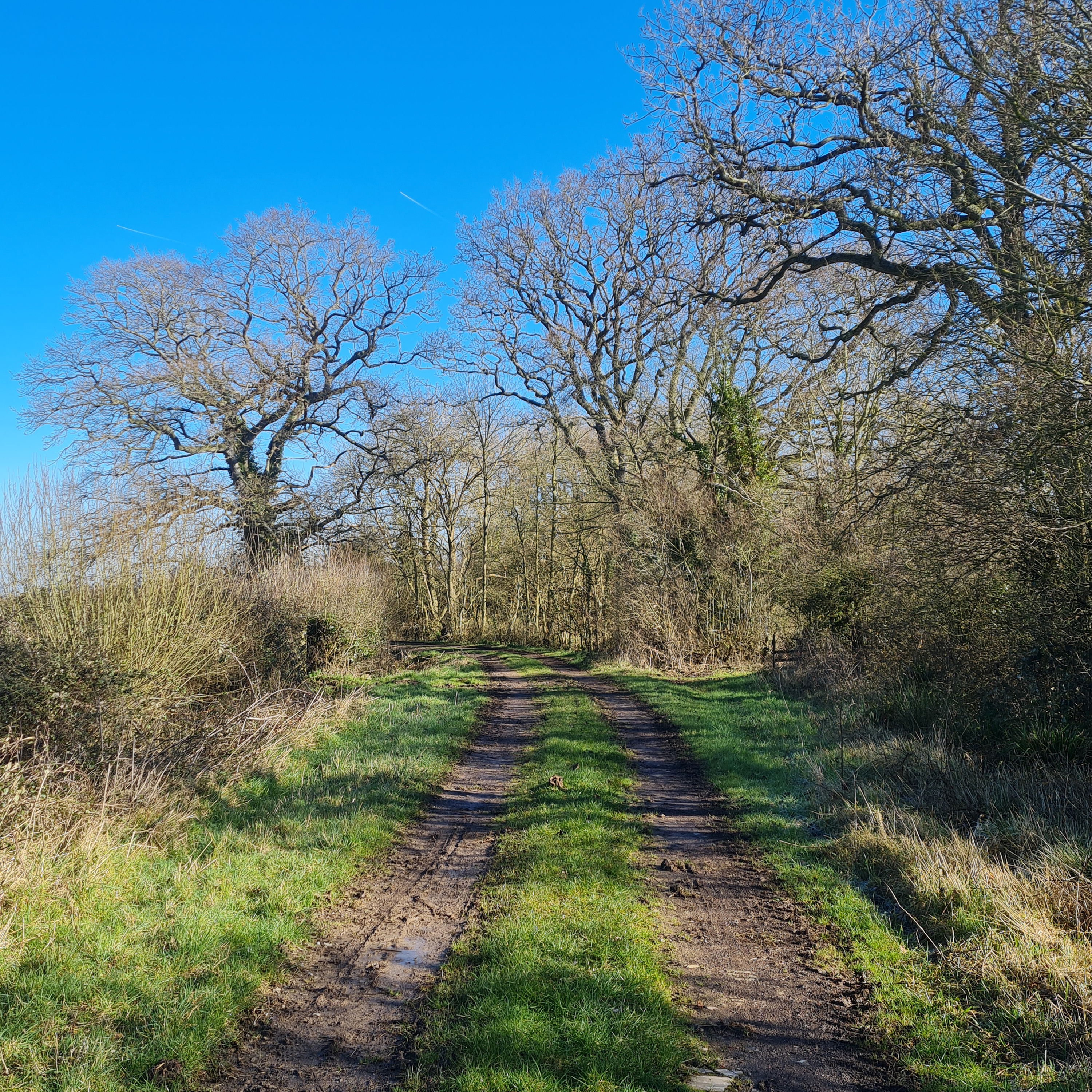 Sound Escape 215. Listen to spring birdsong along a country lane