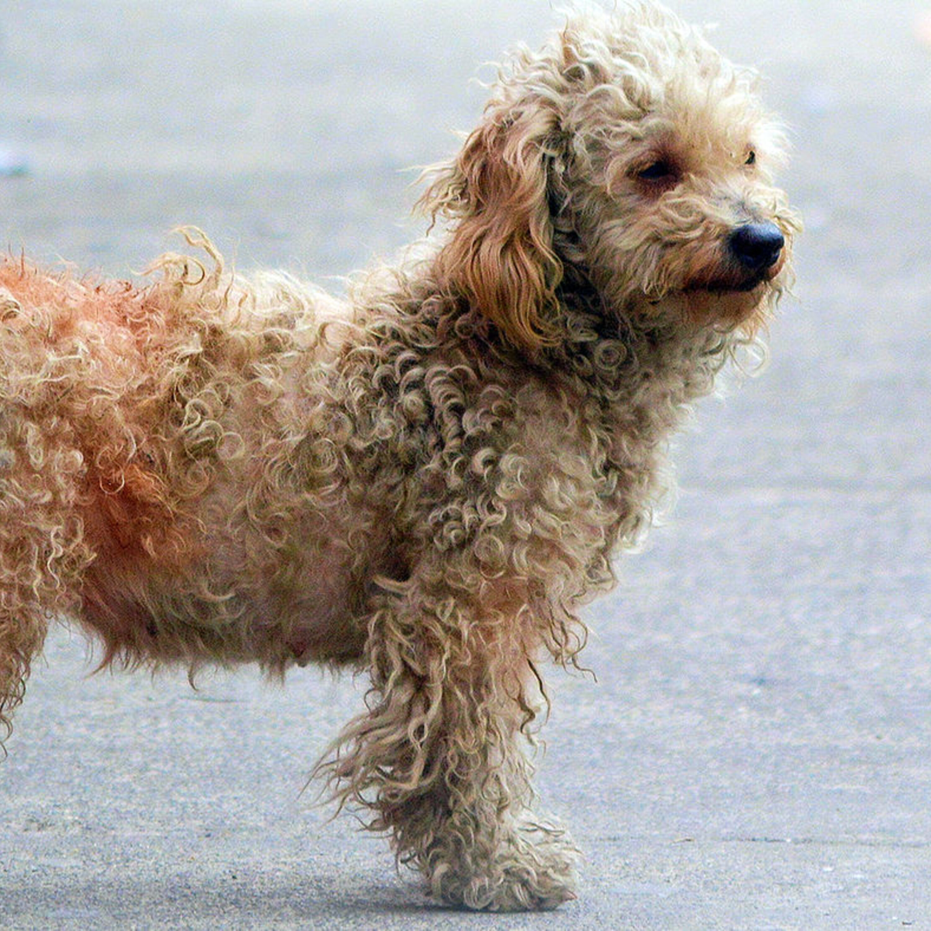 Earthquakes caused by too much water extraction, and a dog cancer that has lived for millennia