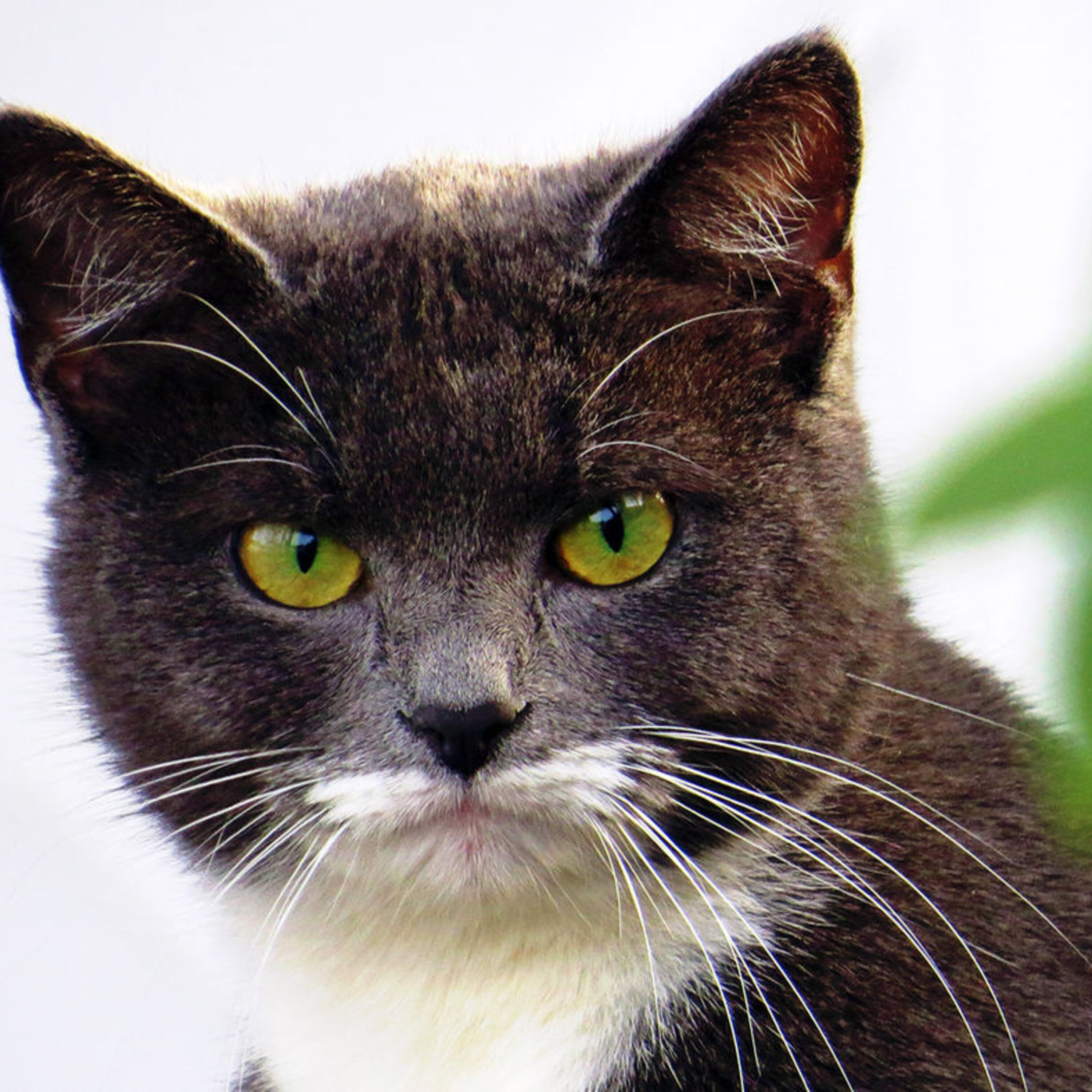 Breeding better bees, and training artificial intelligence on emotional imagery