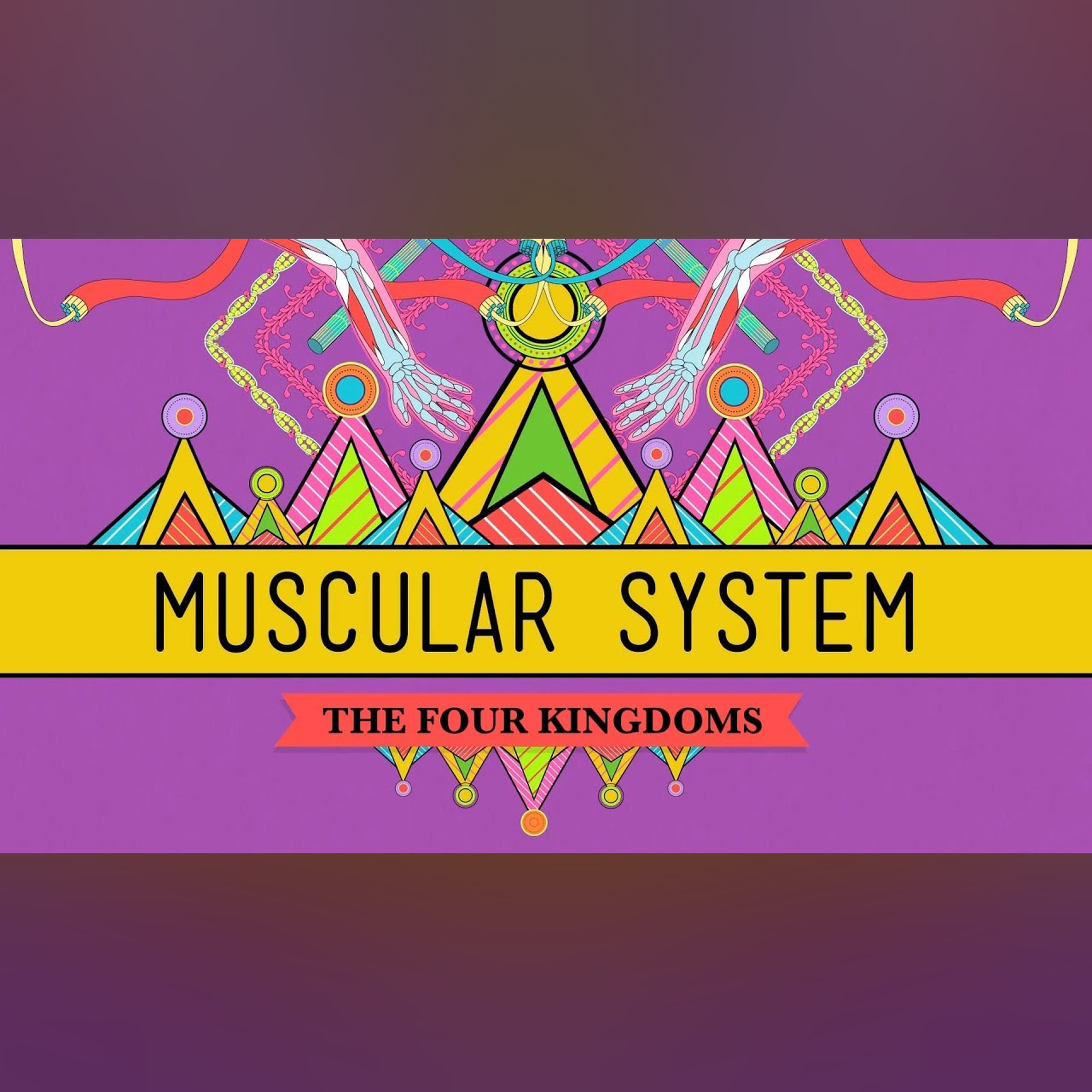 Big Guns: The Muscular System - CrashCourse Biology #31