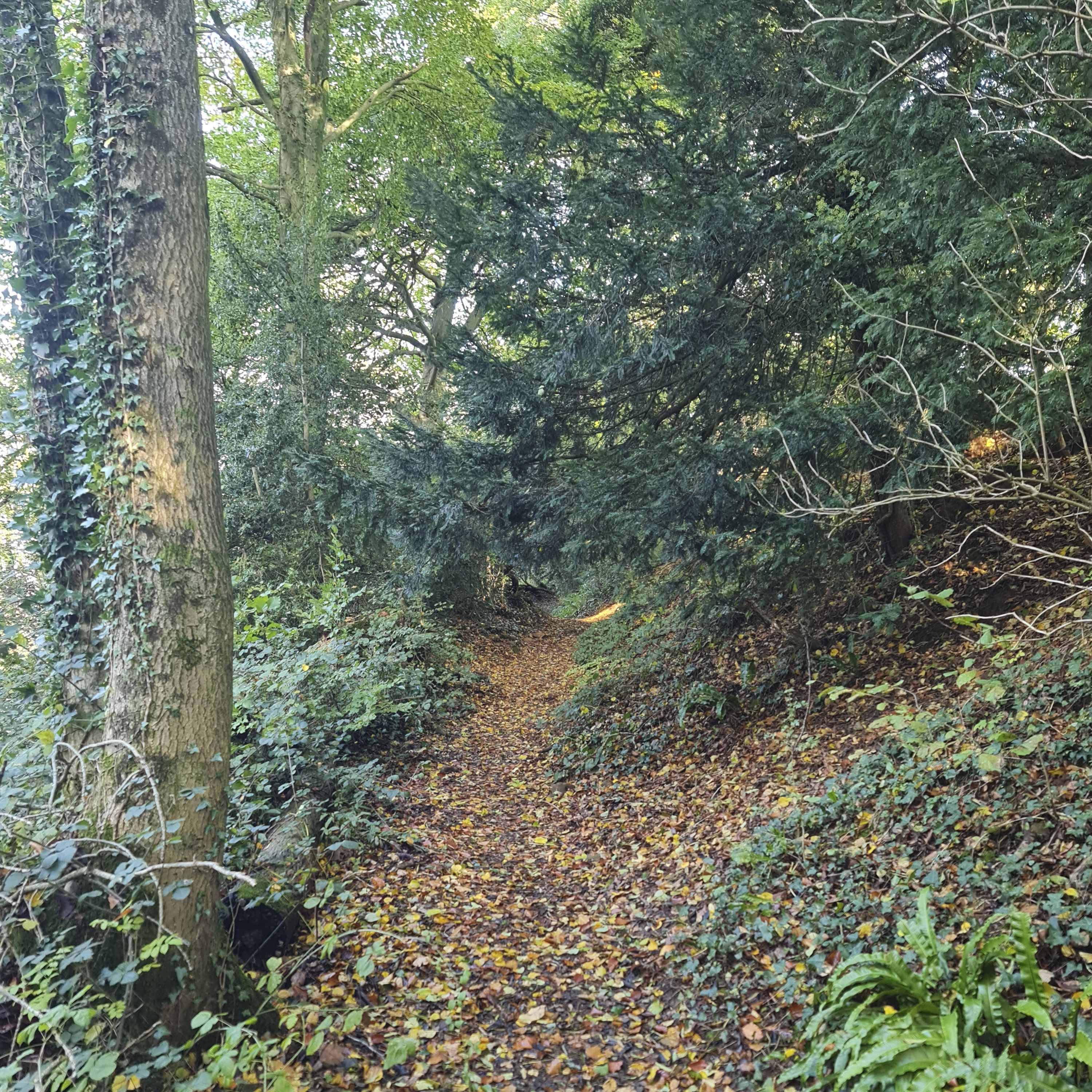 Sound Escape 247. A walk through autumn leaves on an ancient earthwork
