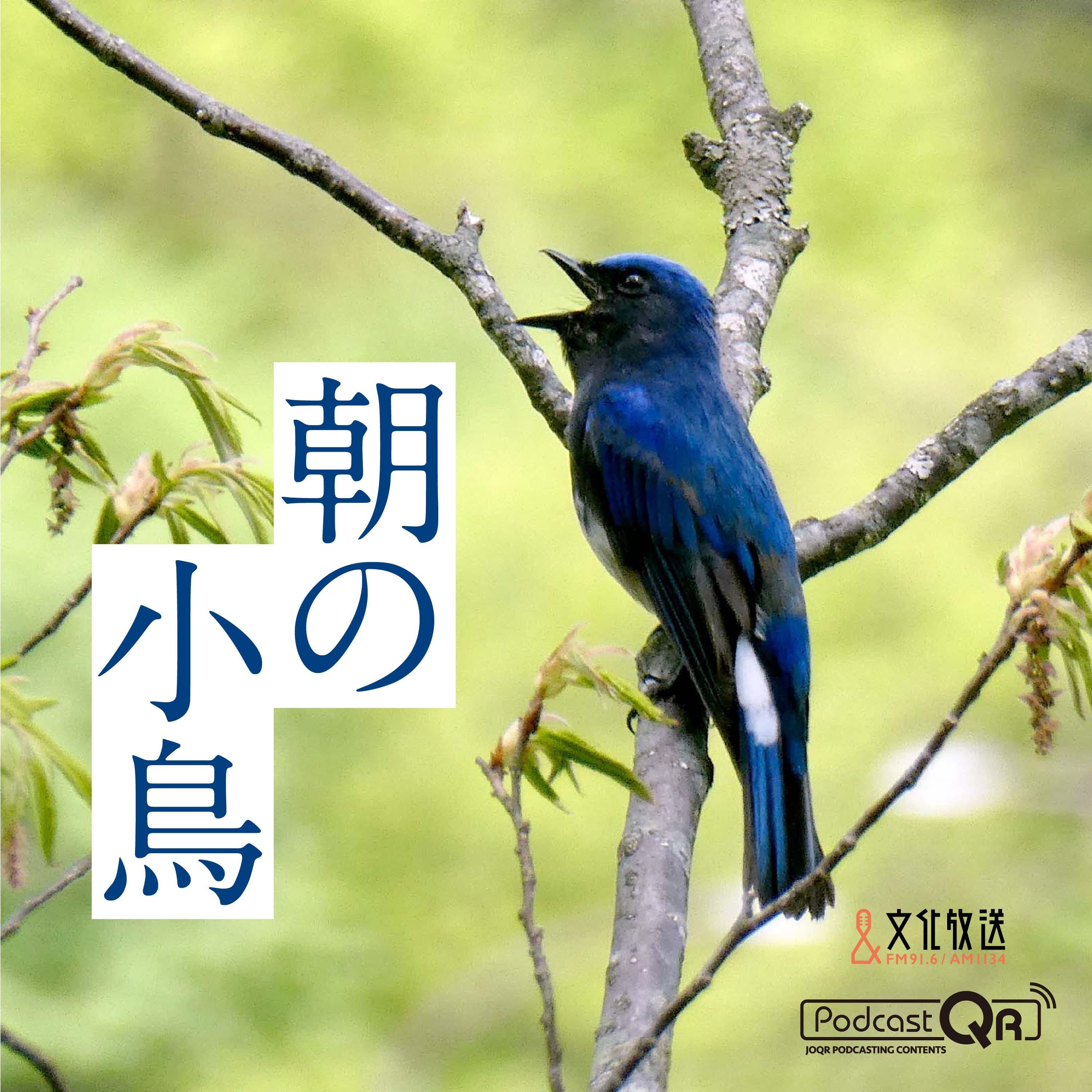 朝の小鳥 #66（栃木県日光のミソサザイ） episode artwork