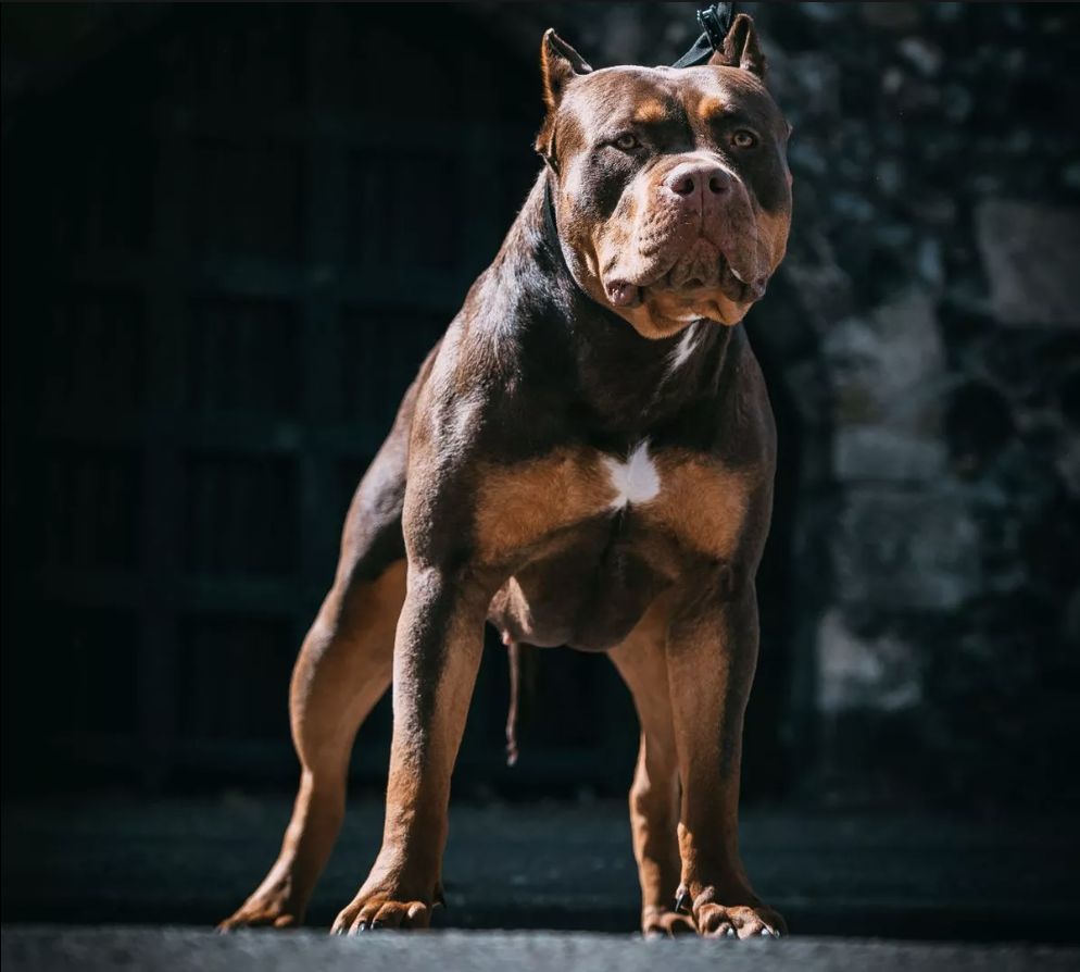 The North in Numbers: Dangerous dogs episode artwork