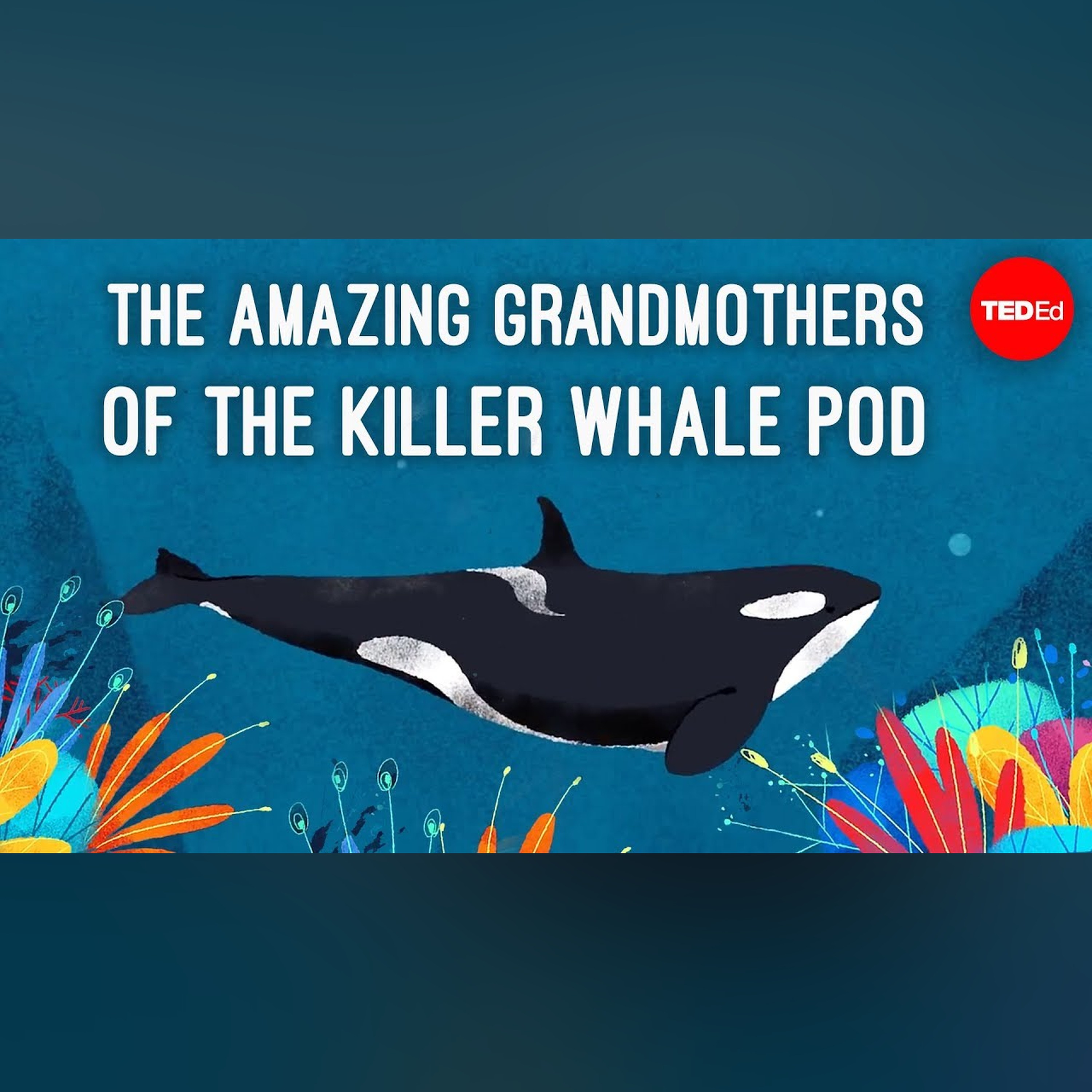 Inside the killer whale matriarchy - Darren Croft