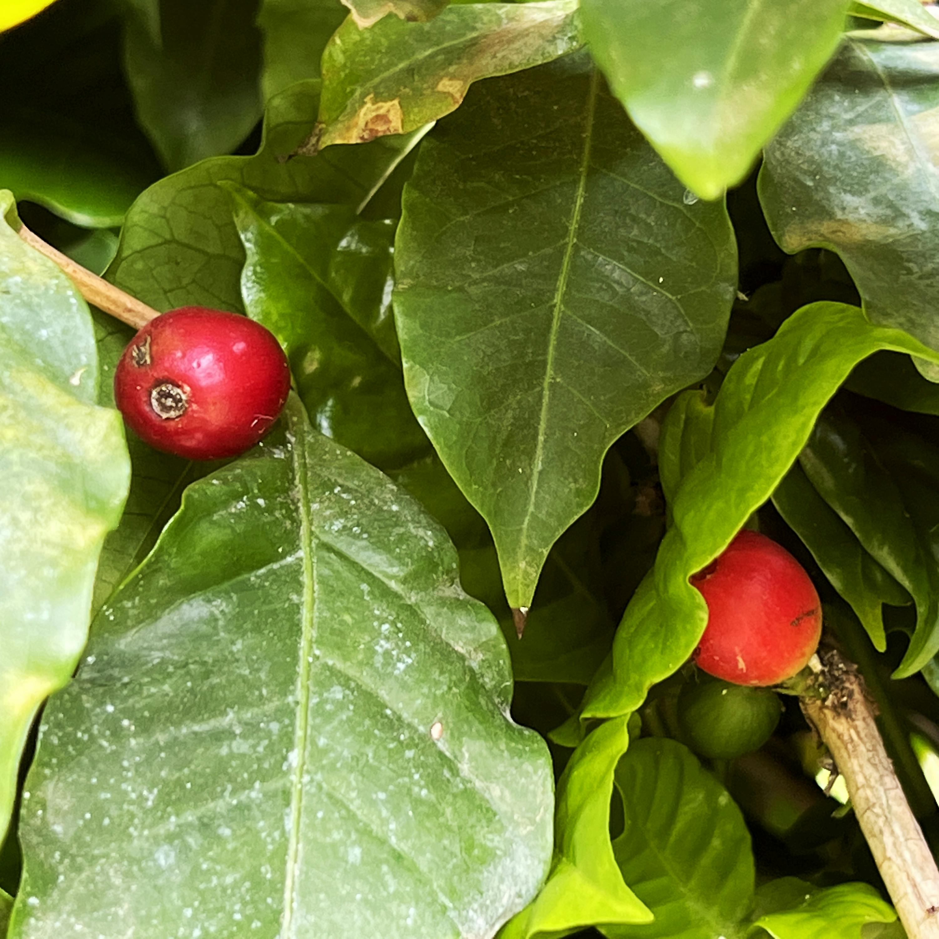 How Coffee Shaped the Americas