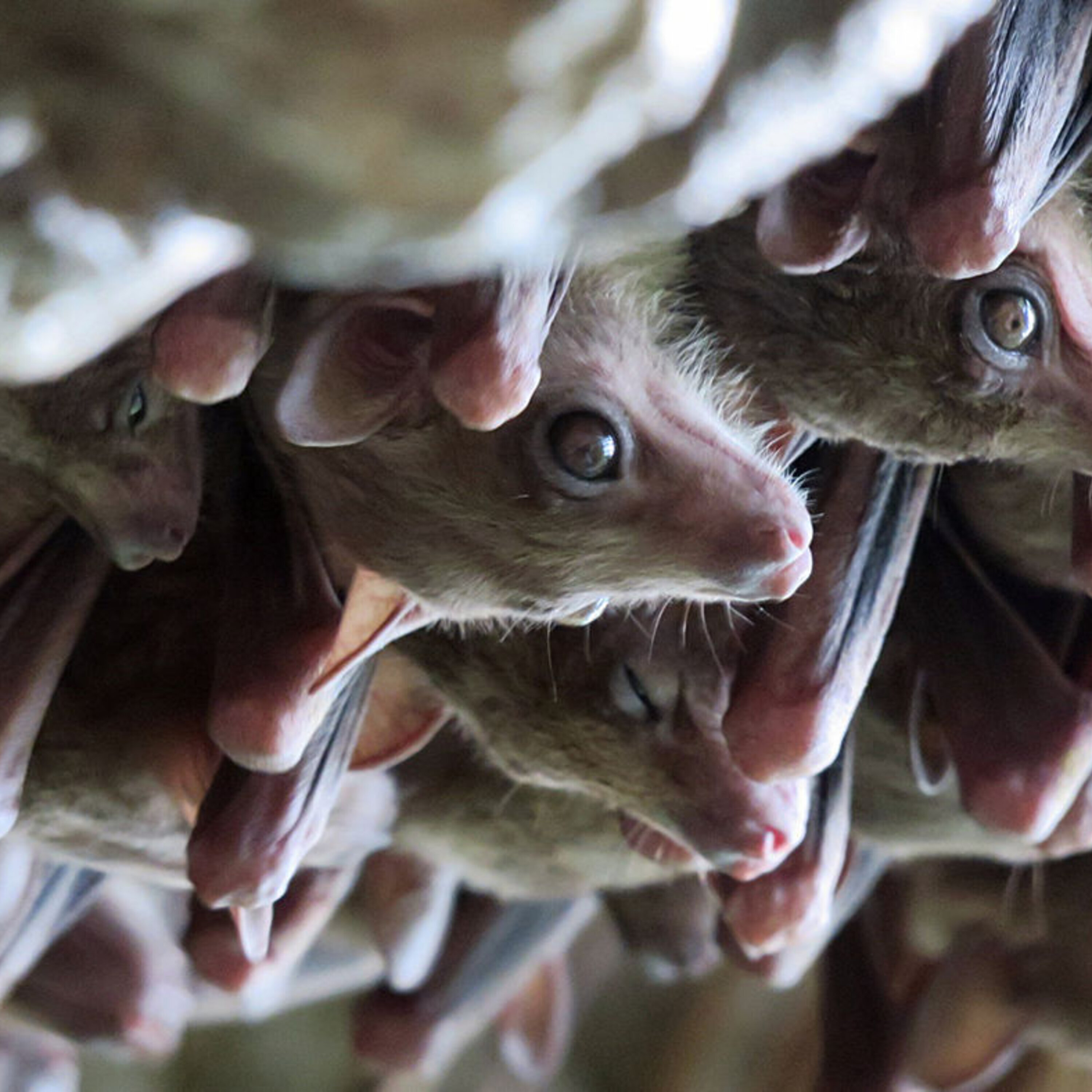 Science Magazine Podcast