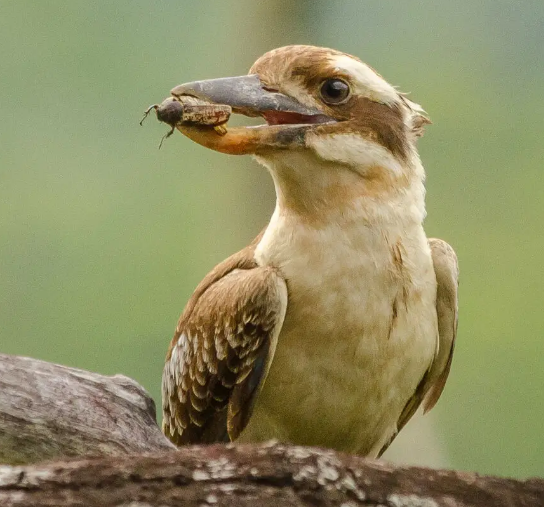 Kookoo for Kookaburra