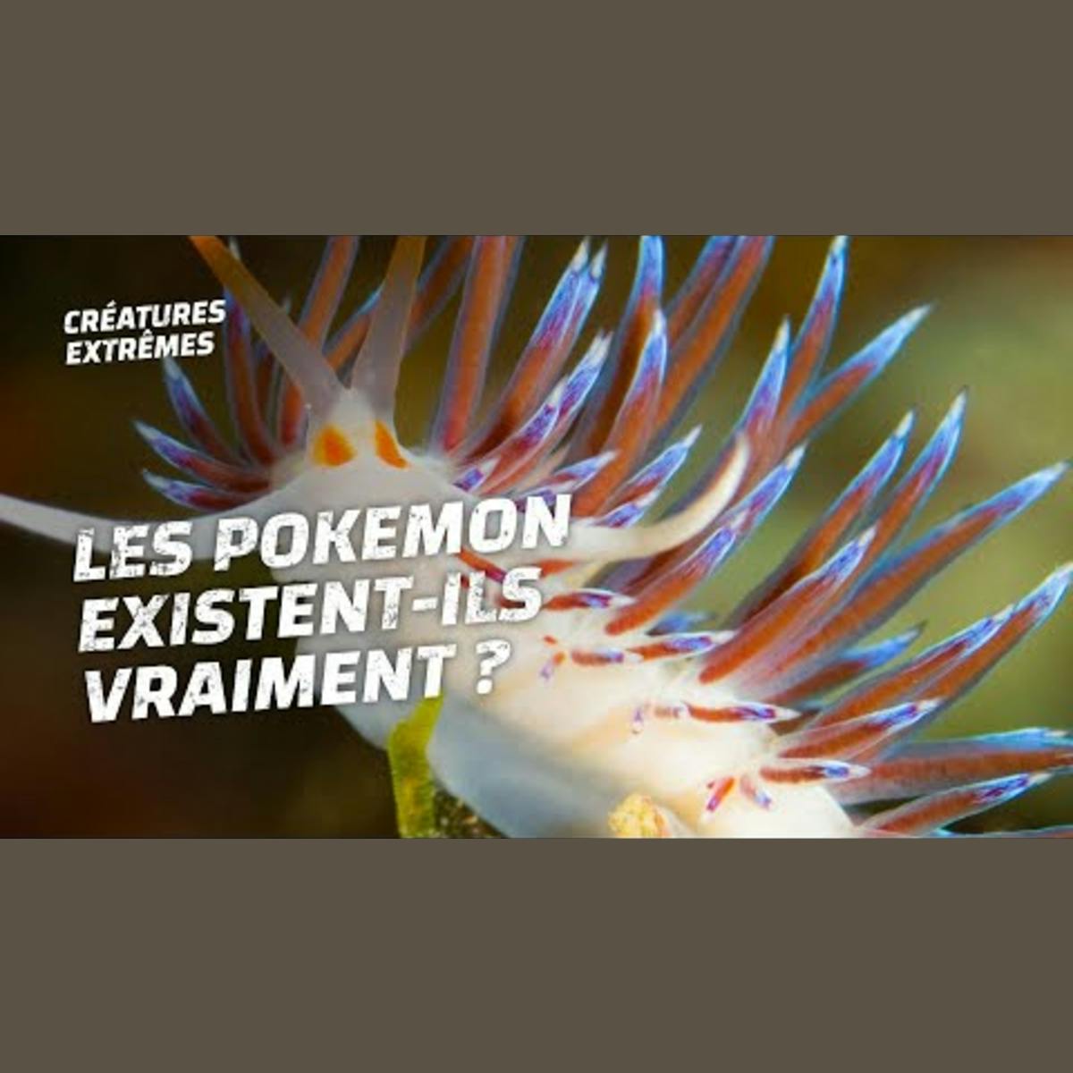 Voici le sosie des Pokemon Voici le sosie des Pokemon